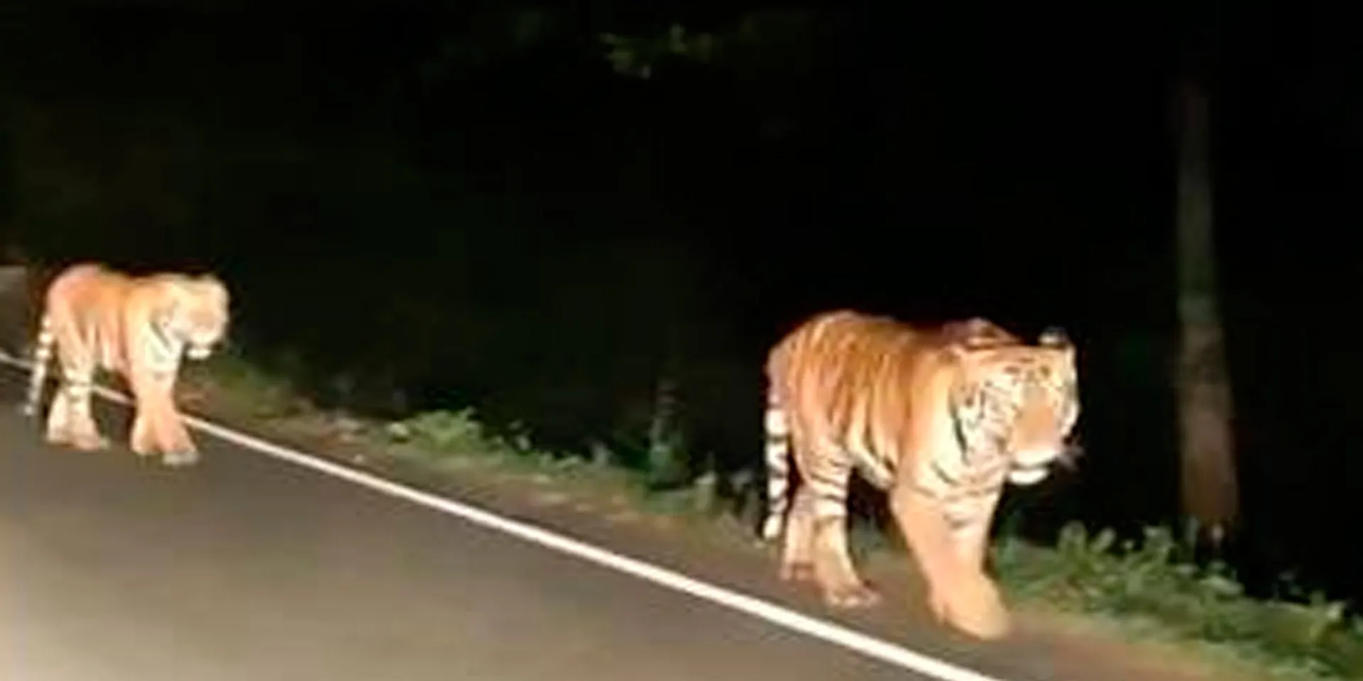 Do tigers walk in Kumbakarai? Forest Department Explanation