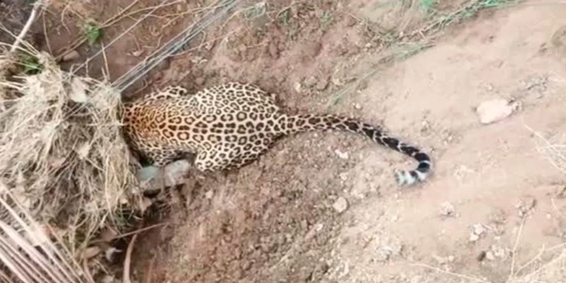 The leopard that entered the town again and bit the calf; Trembling in fear