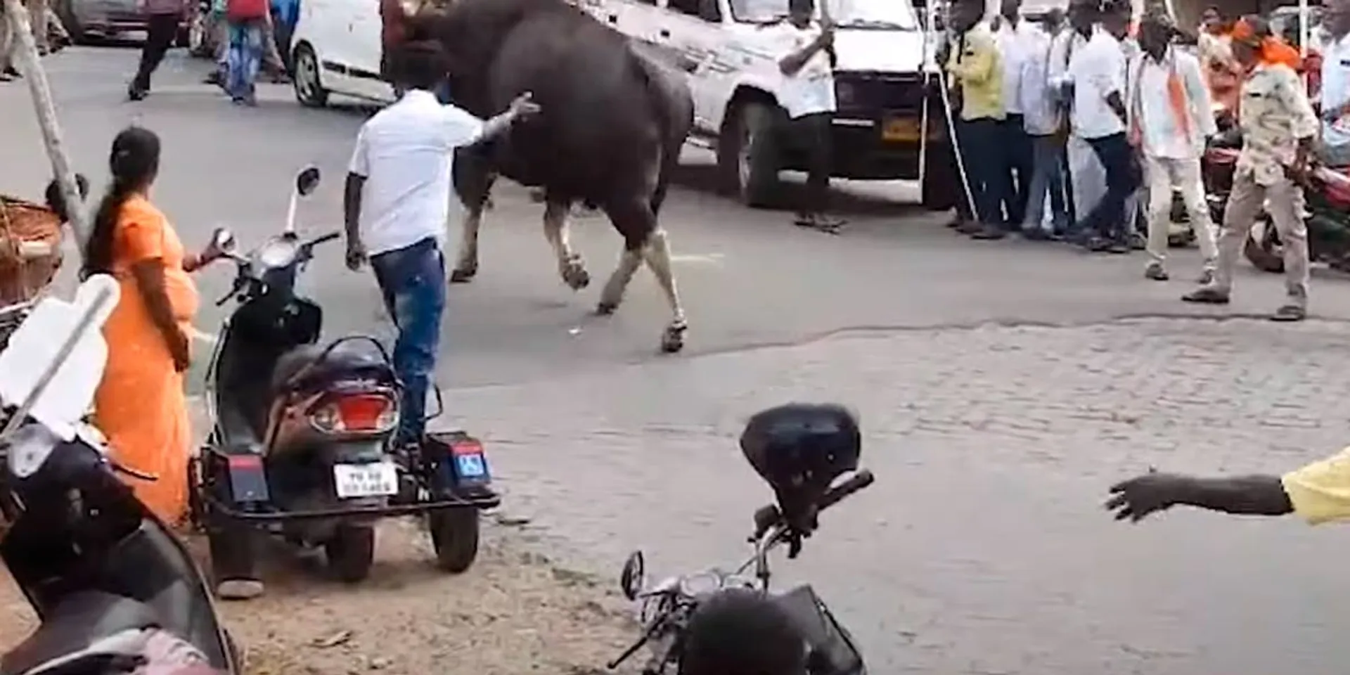 A wildebeest that entered the Annamalai trek rout