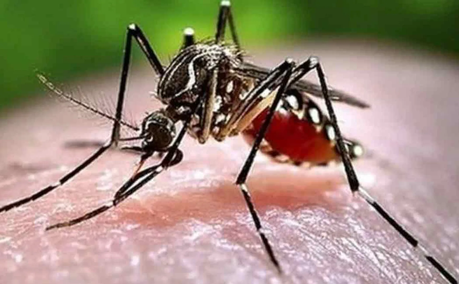 What are the symptoms of dengue fever?