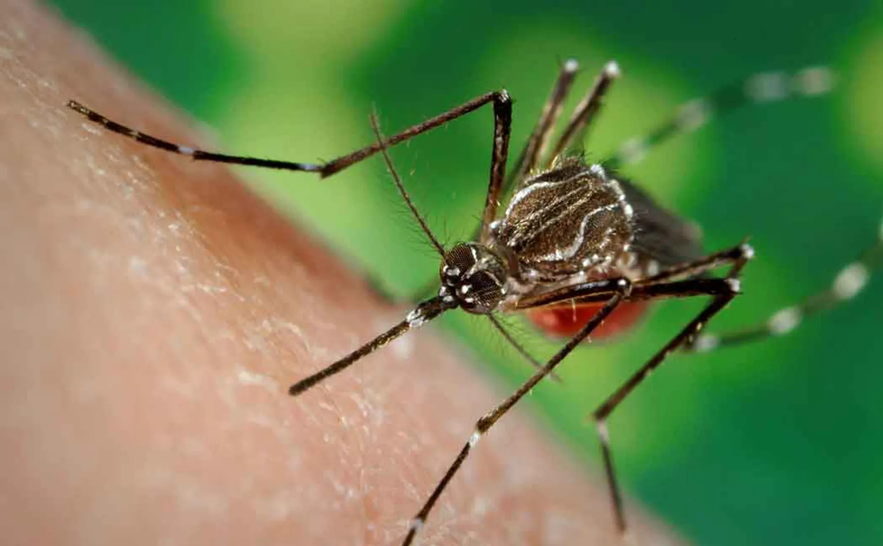 Dengue in Tamil Nadu people admitted to hospital!