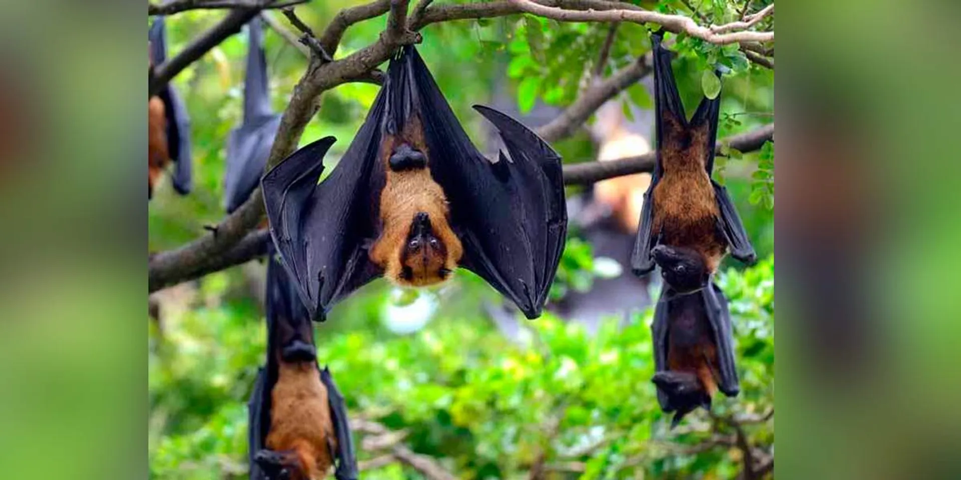Nifa virus echo; 'Don't disturb the bat and let it fly' - Minister advises