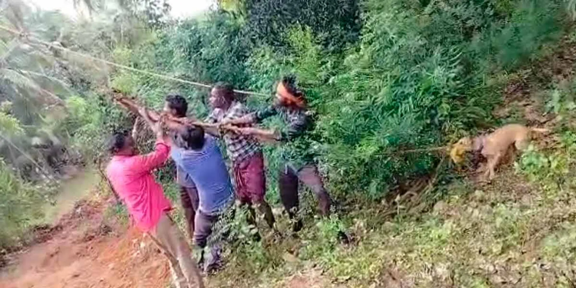 A dog helped pull the rope to plant the electric pole with the electricity workers