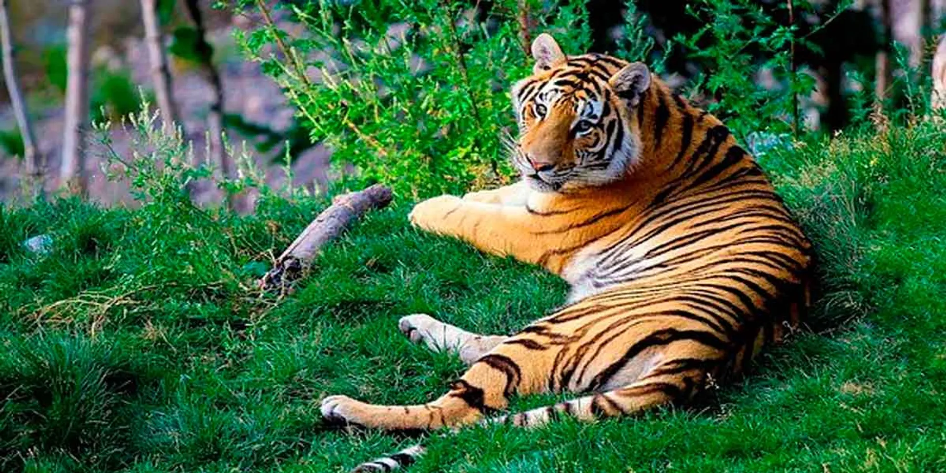 National Tiger Commission hearing today