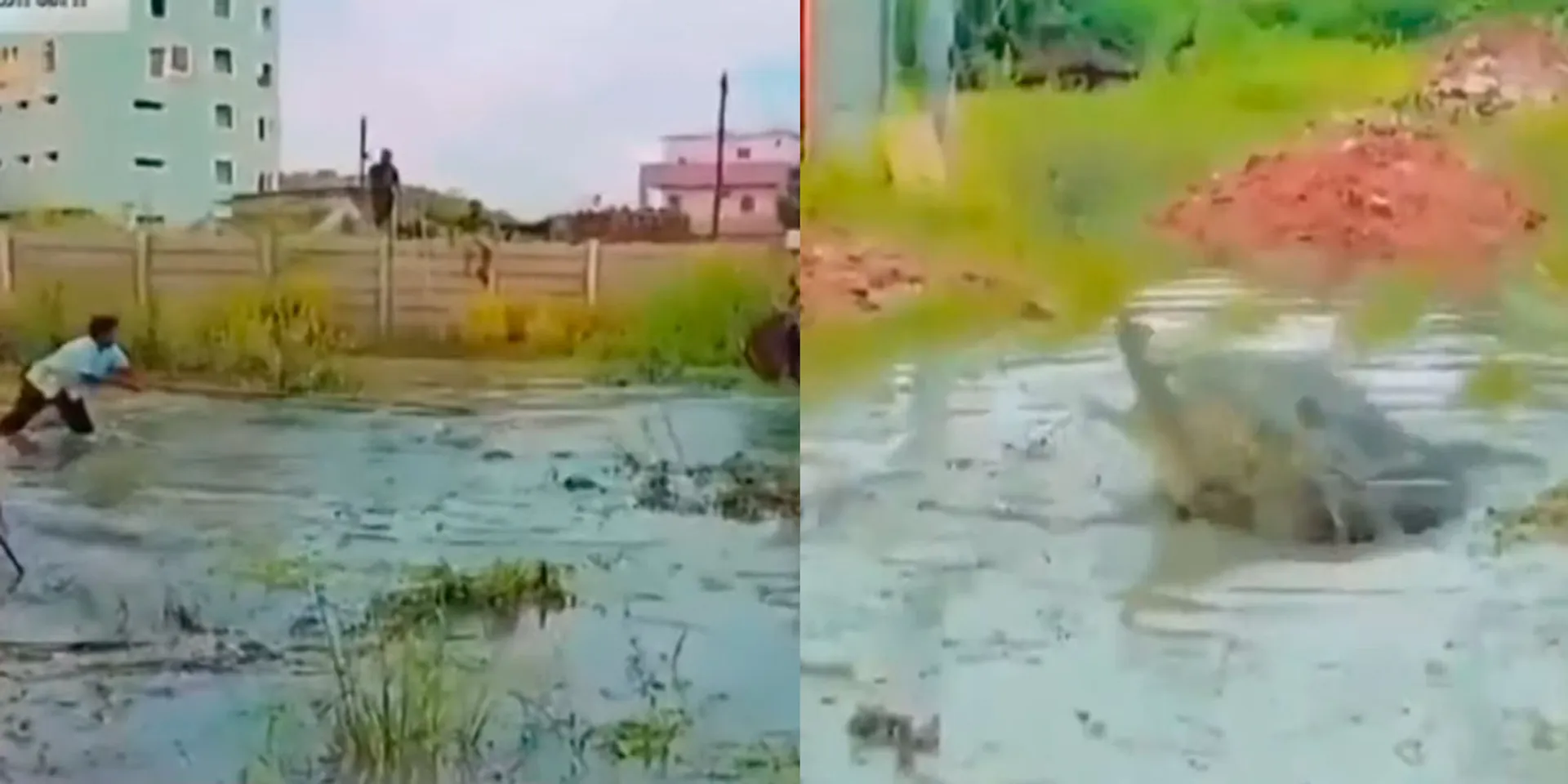  A crocodile trapped while draining rainwater; Residents fear