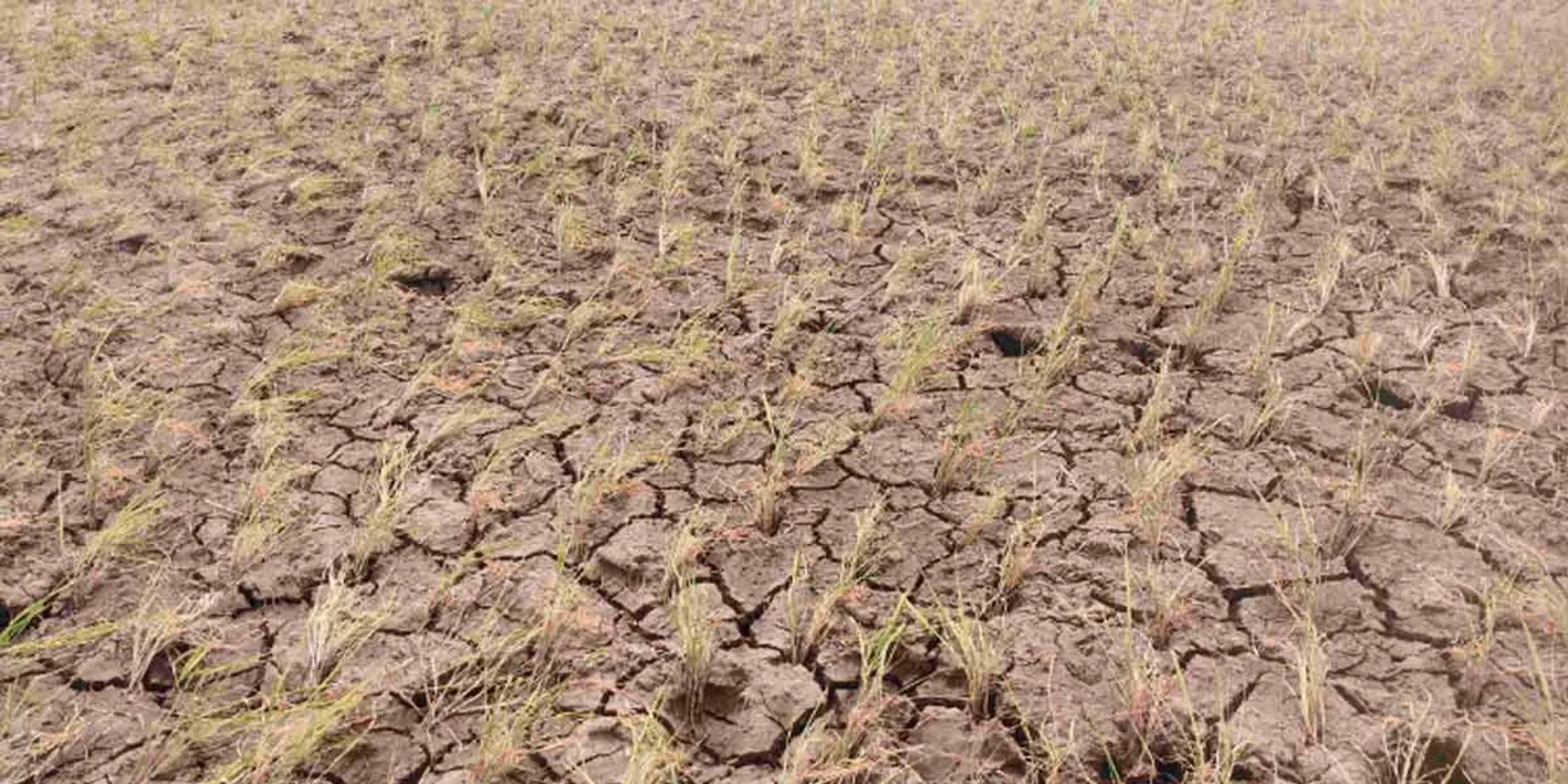 Burned paddy crop... Farmer lose their live in shock