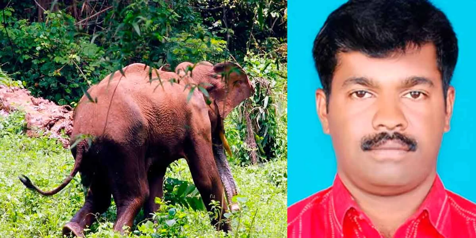 wild elephant attacked incident 