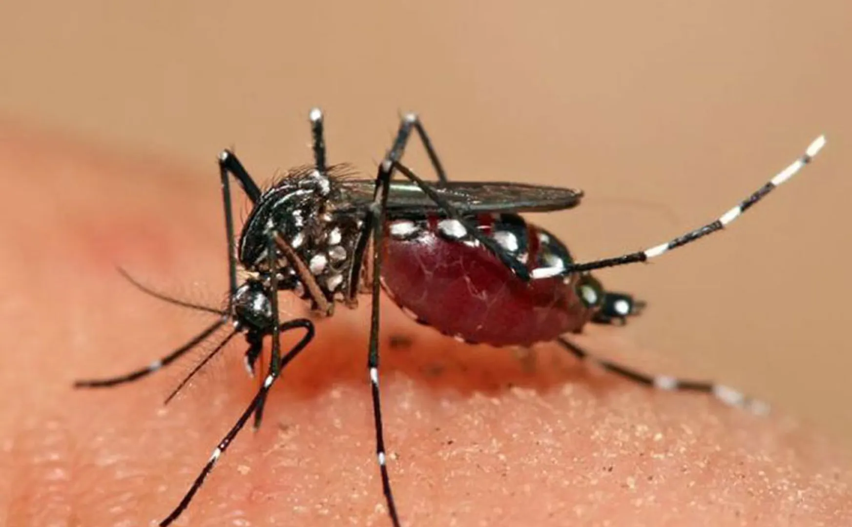 A 4-year-old girl passed away of dengue fever