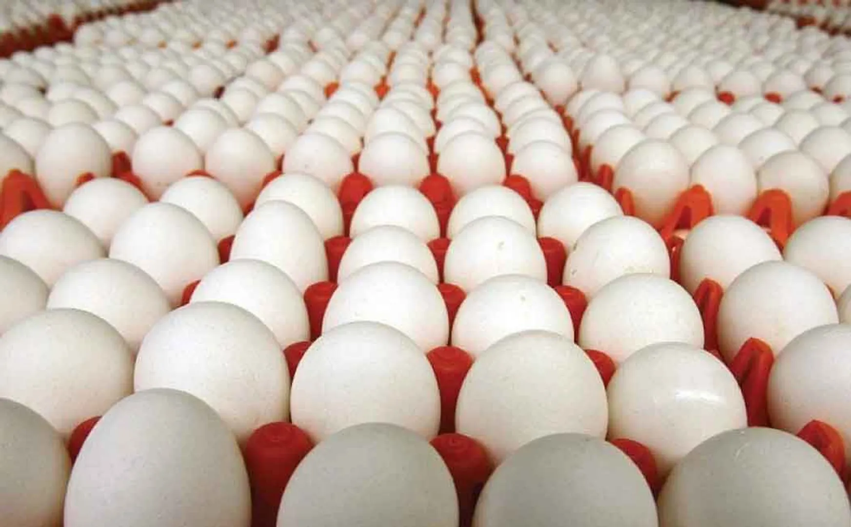 Nutritious egg issue in kallakurichi 