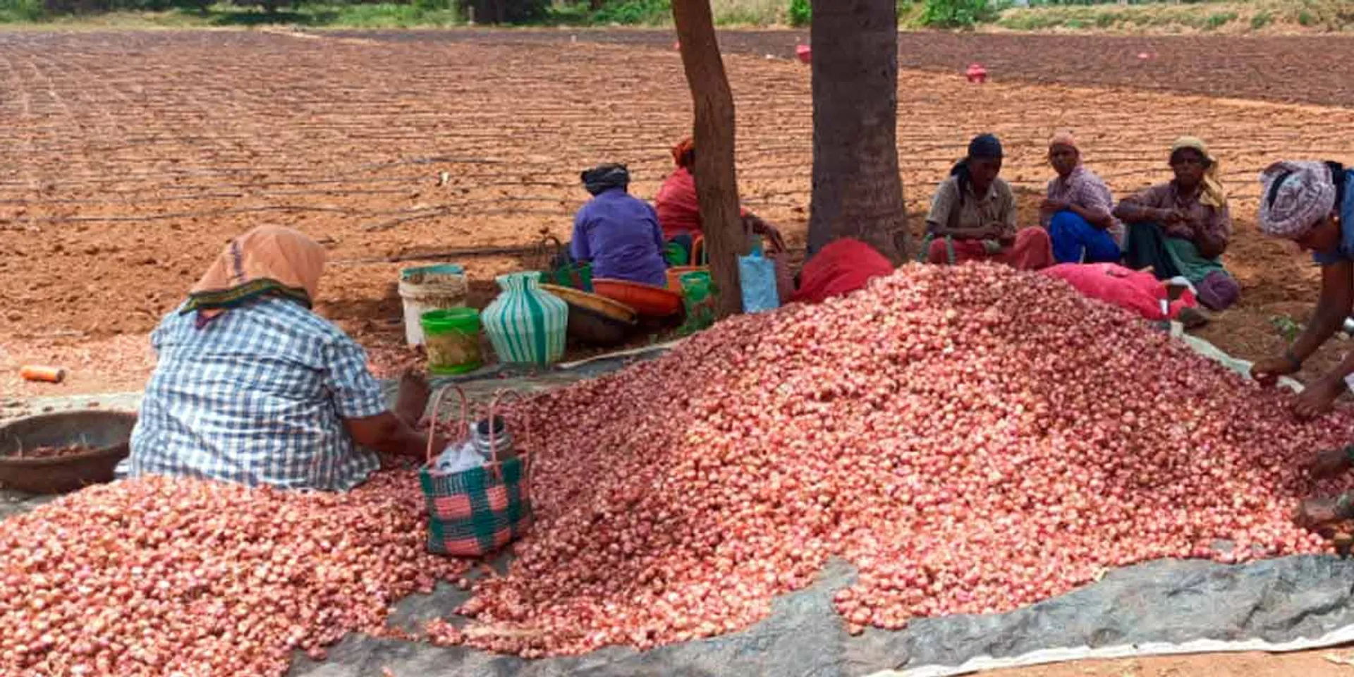 Increase in price of planting onions