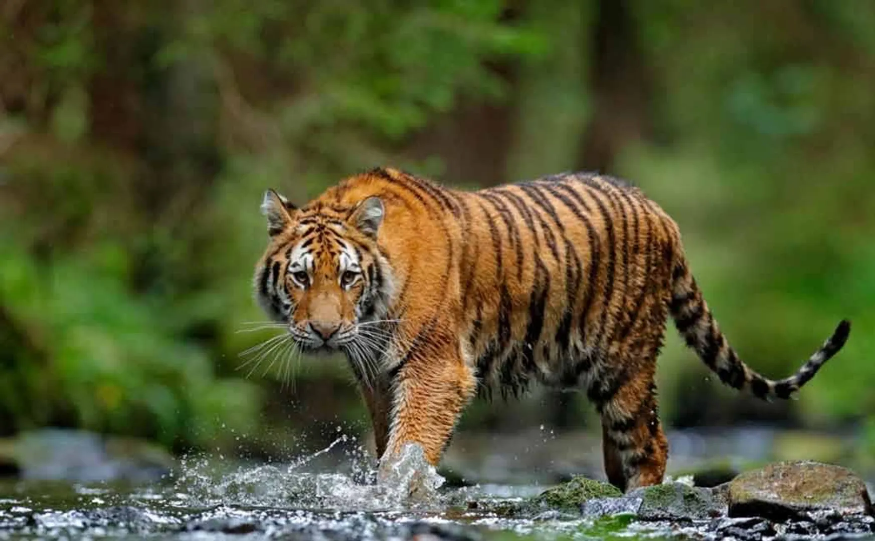 sathayamangalam tiger related issue