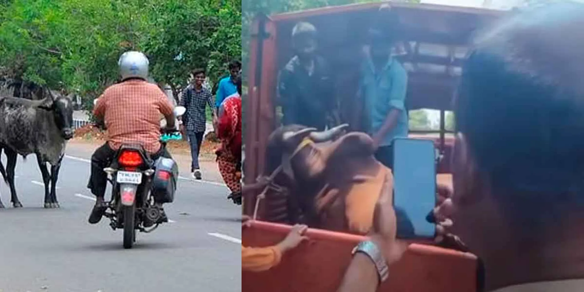 A cow that beat an old man; Officers action