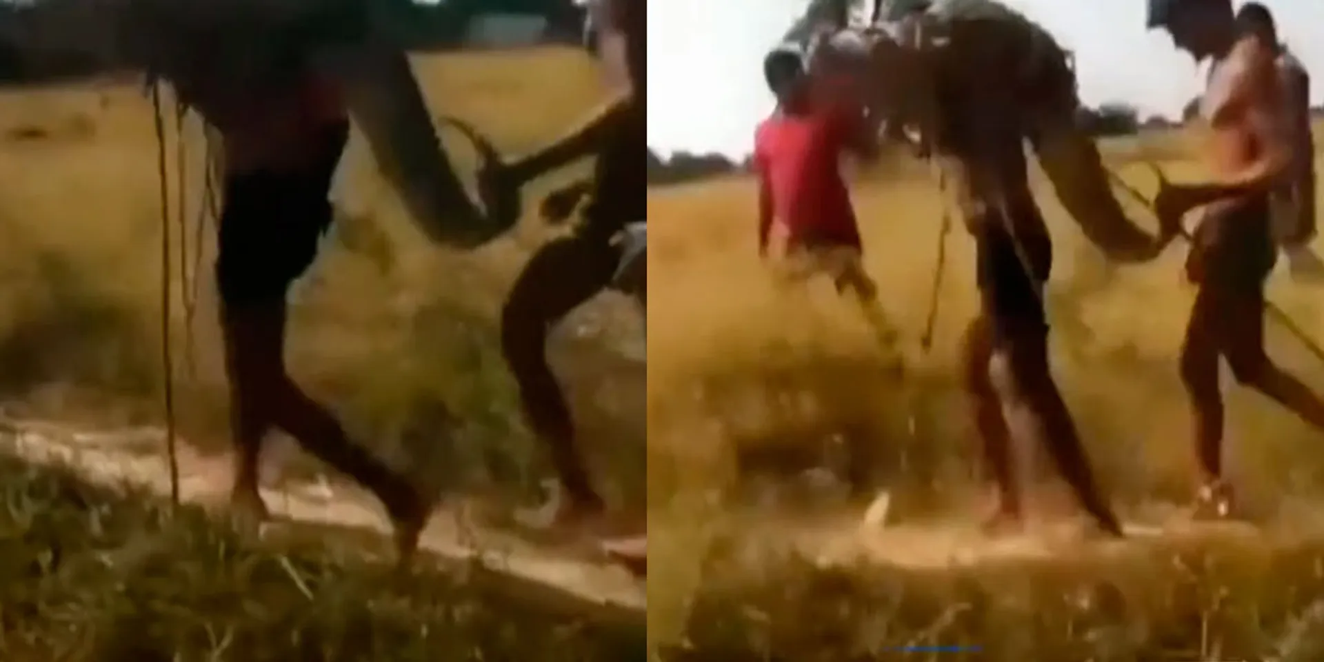 ''Yaru Ivan Yaru Ivan...'' The young man carried the crocodile on his shoulders as an assault- viral video