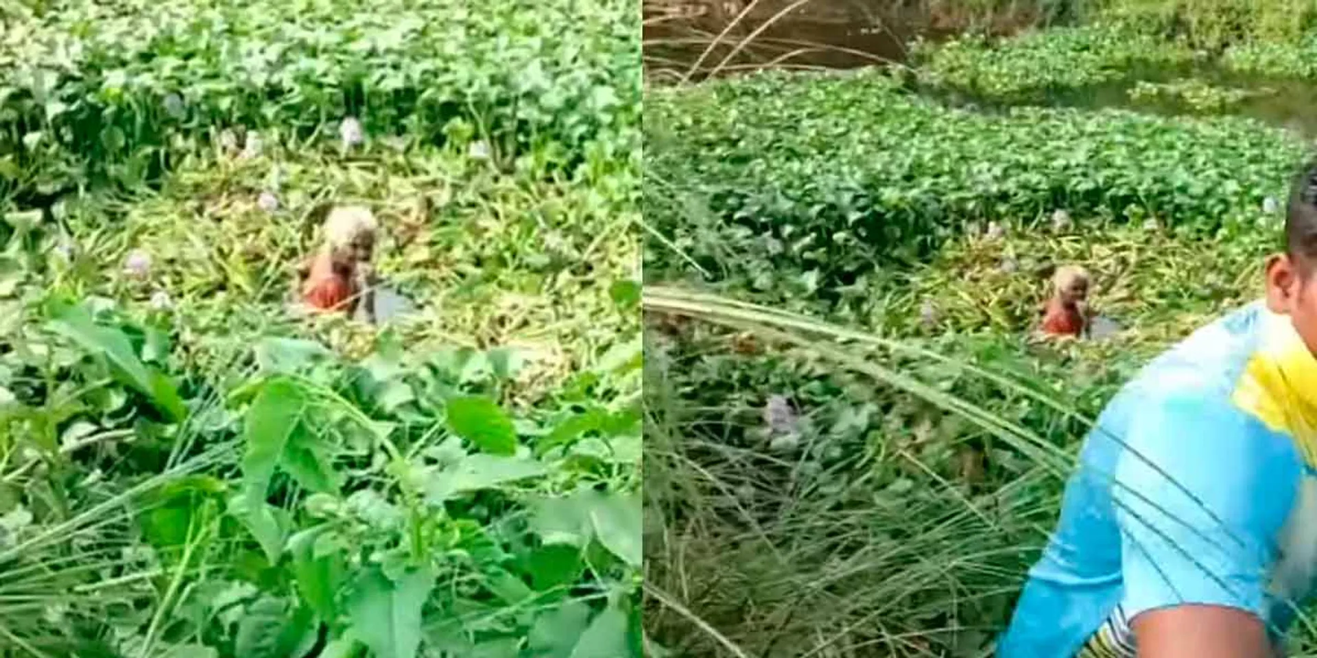 The old woman trapped in the  lotus; Recovery after hours of struggle