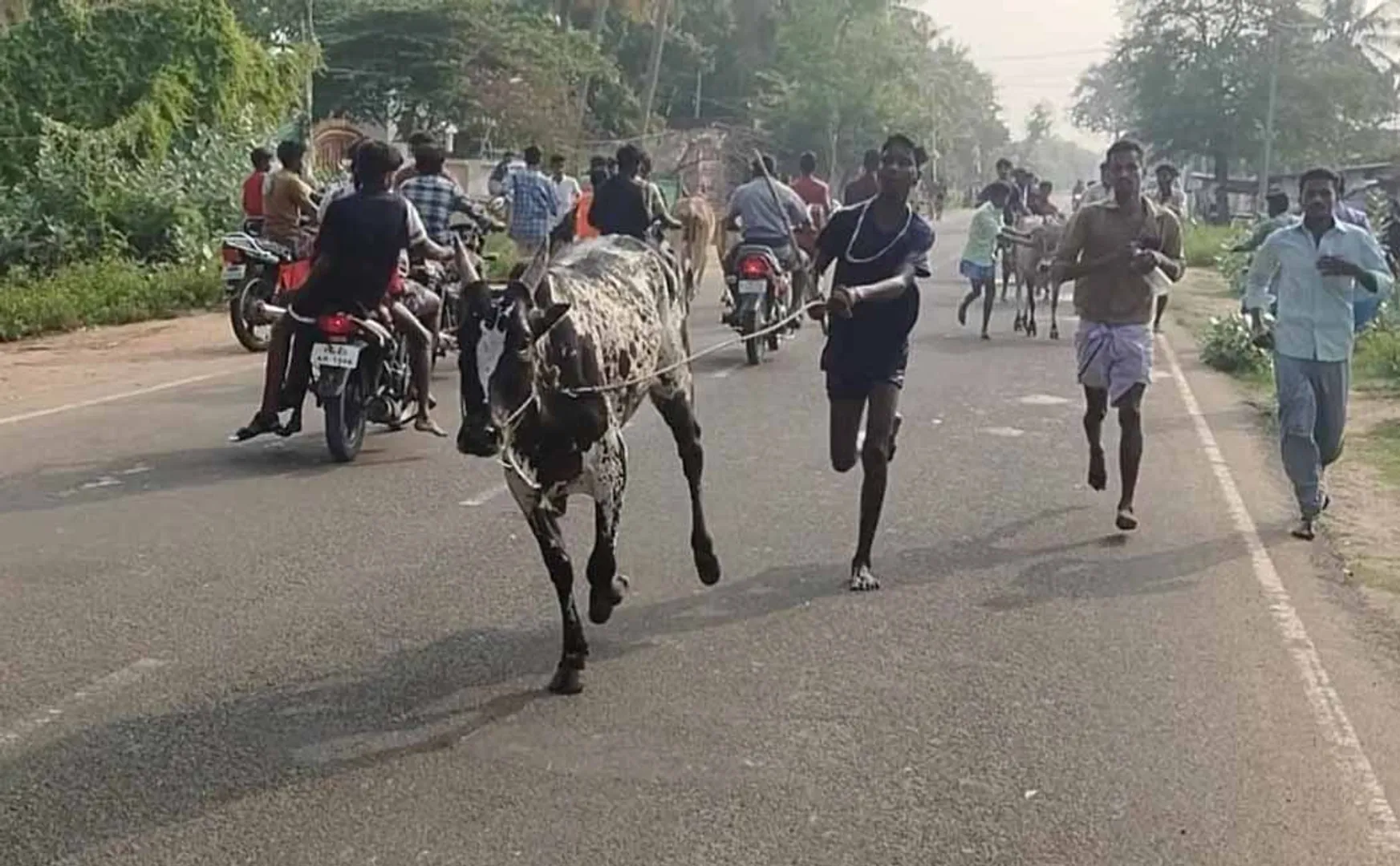 They said it's a pigeon race, here you are running to break the rope of the bulls!
