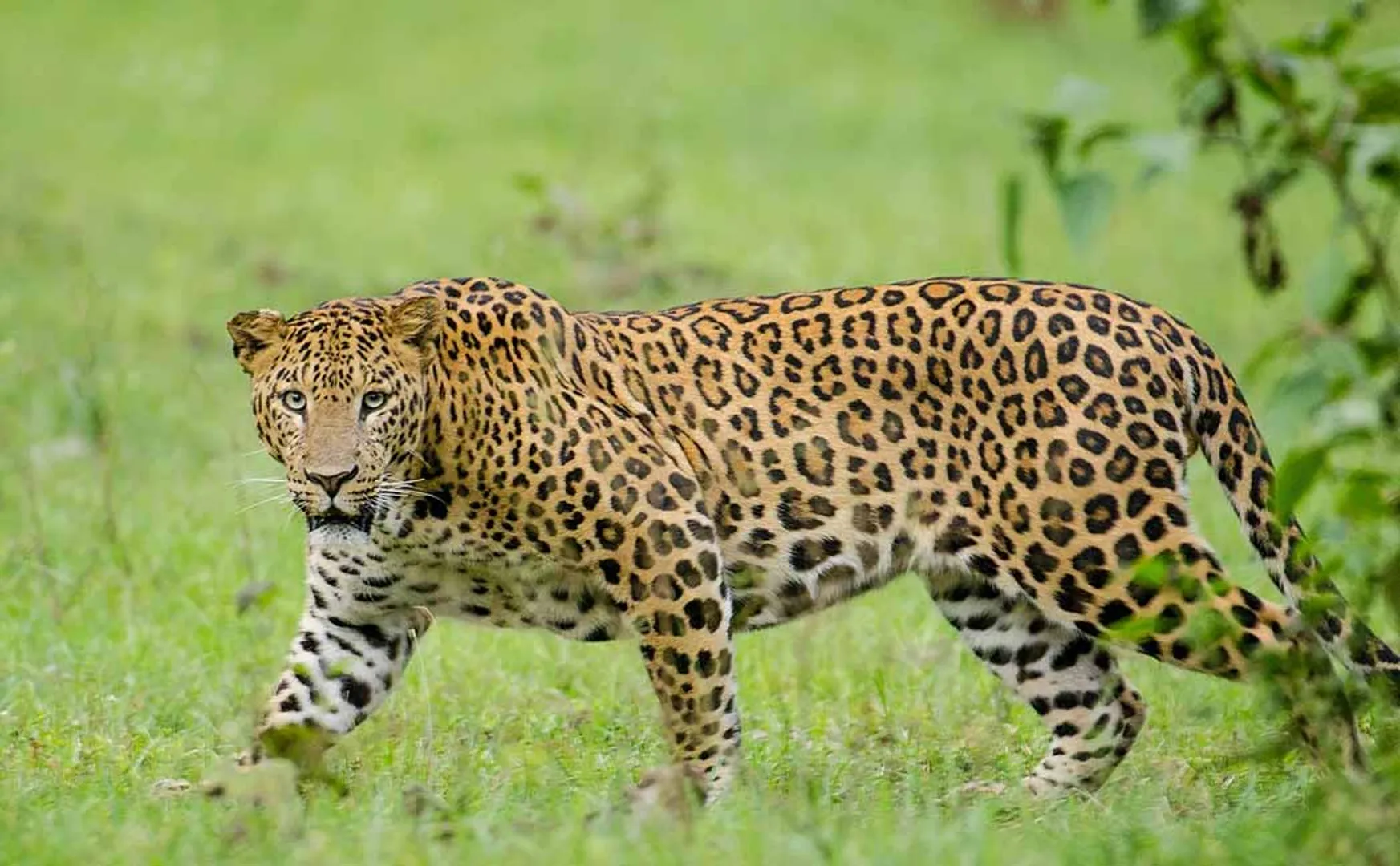 A leopard entered the farm!