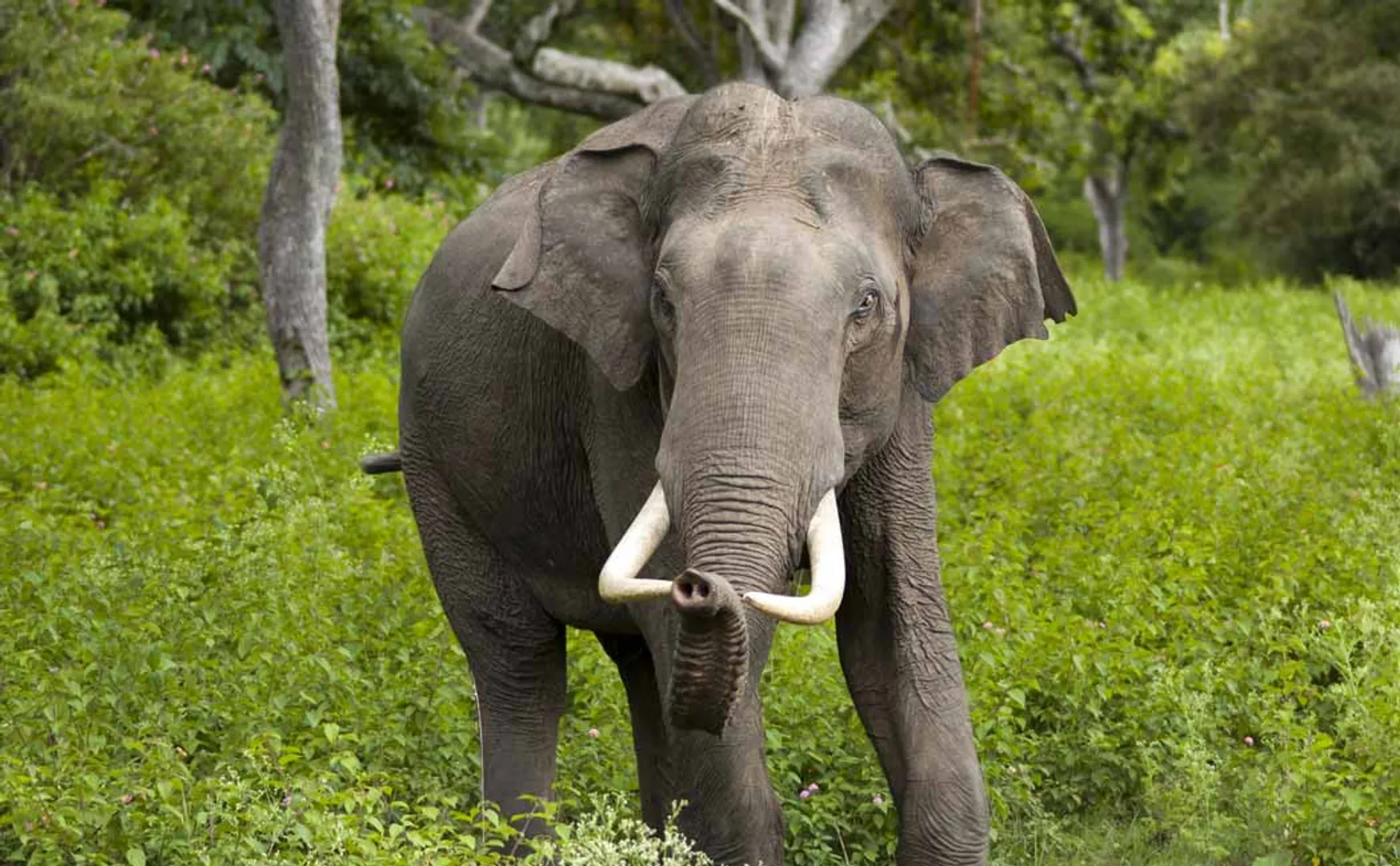 A wild elephant stopped a cargo vehicle and took away a bag of potatoes!