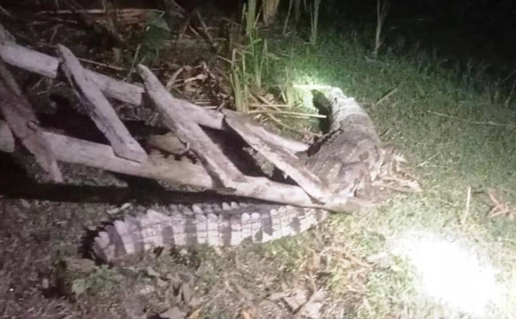  crocodile has entered the town near Chidambaram  