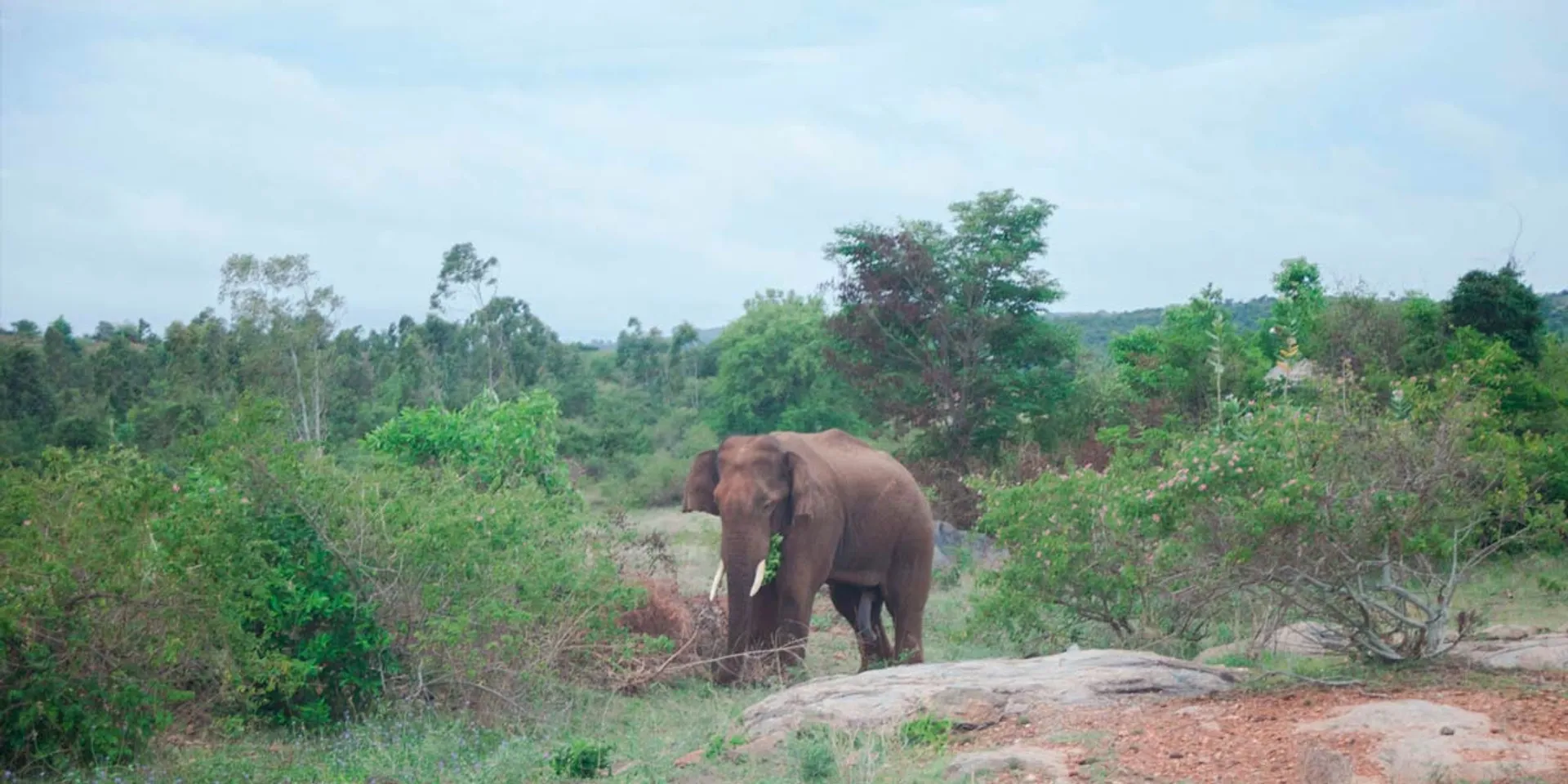 Farmer arrested for shooting elephant