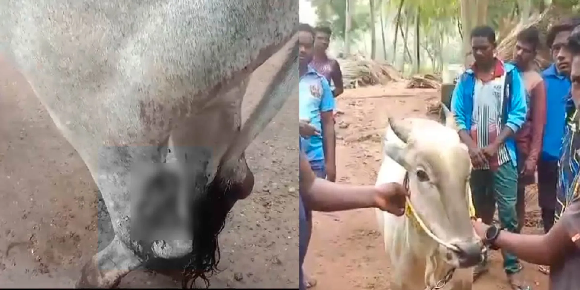 Mysterious men cut off the legs of a bull that won prizes in Manju virattu
