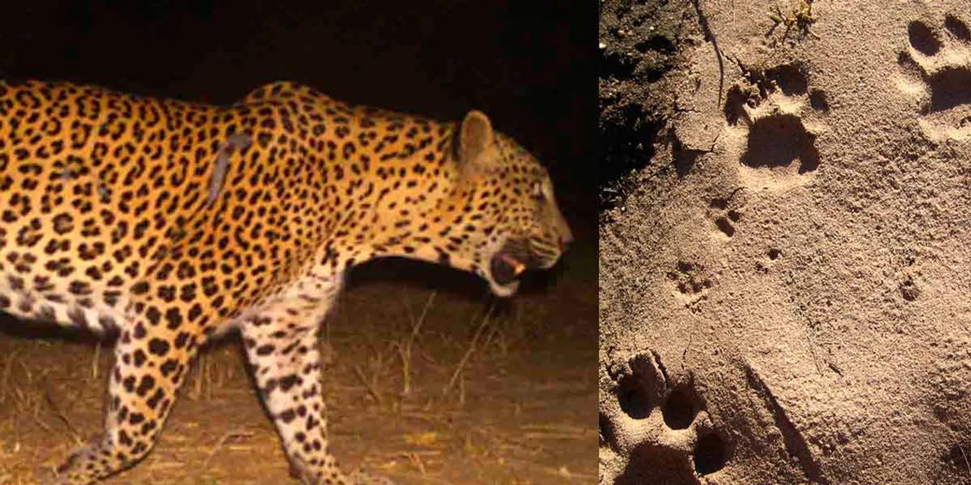Leopard bites 4 goats - Forest department surveillance