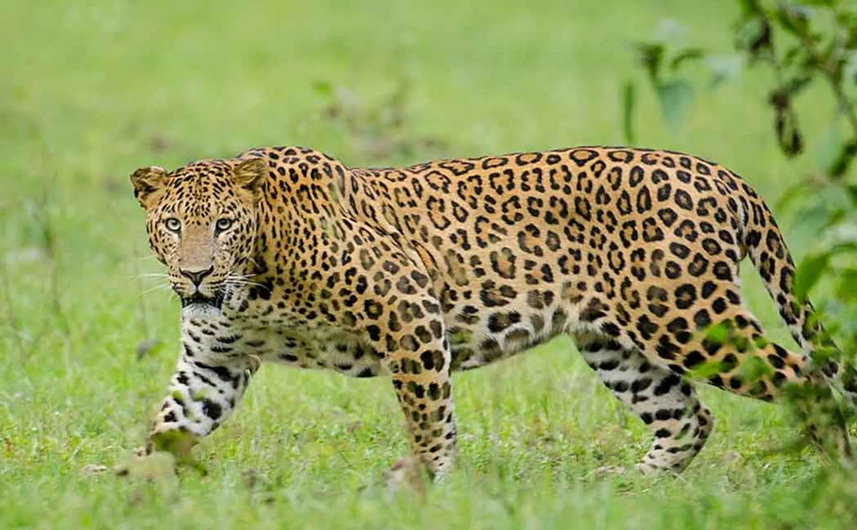 Female leopard victim! Two State Forest Departments are investigating