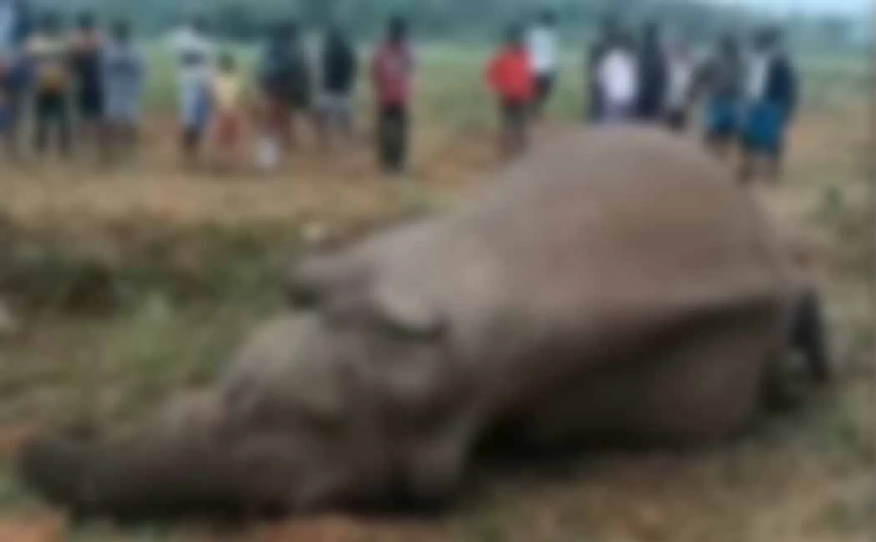hosur elephant incident forest department enquiry for admk counsilor
