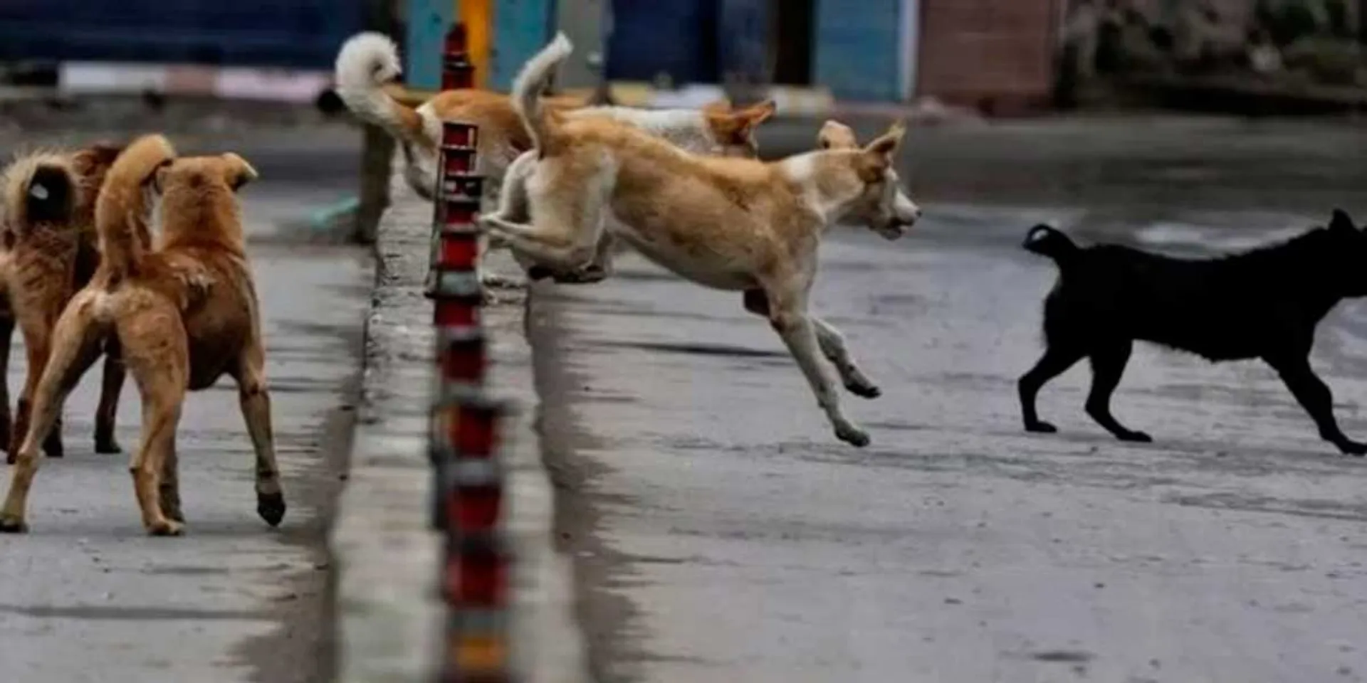 Stray dog ​​infestation; Chennai Corporation Action Order