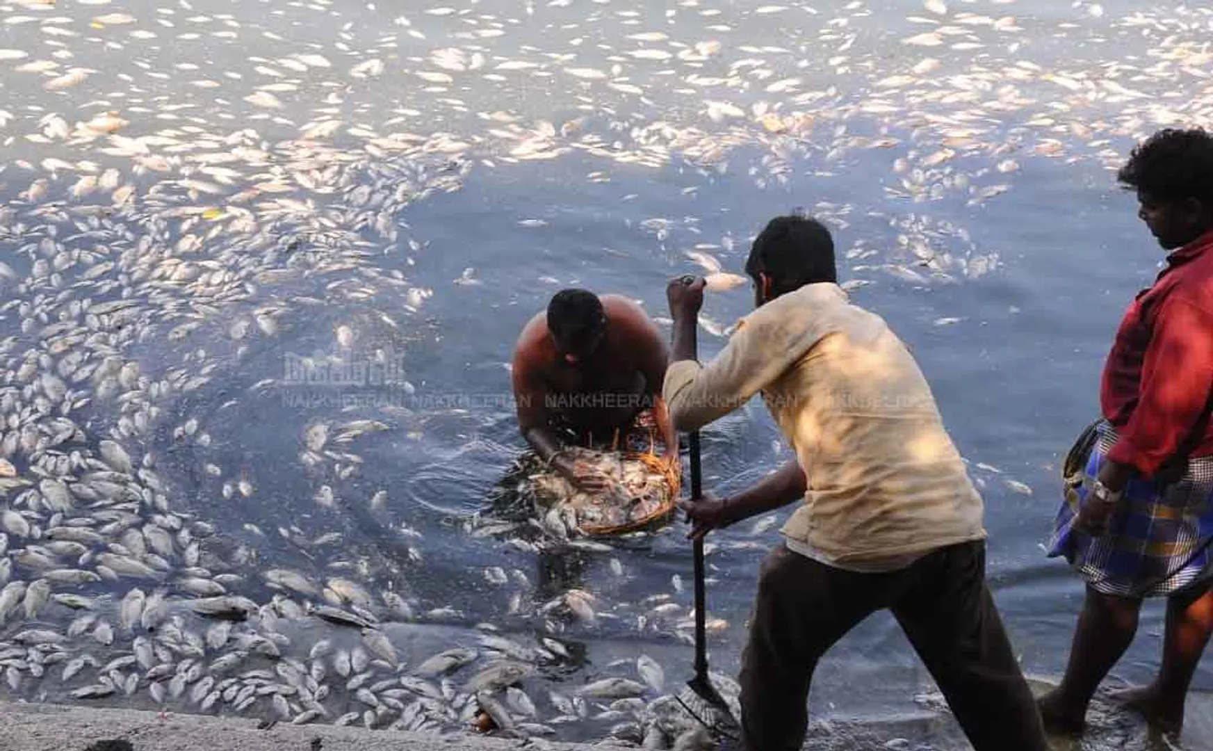 Dead fish in temple pond  