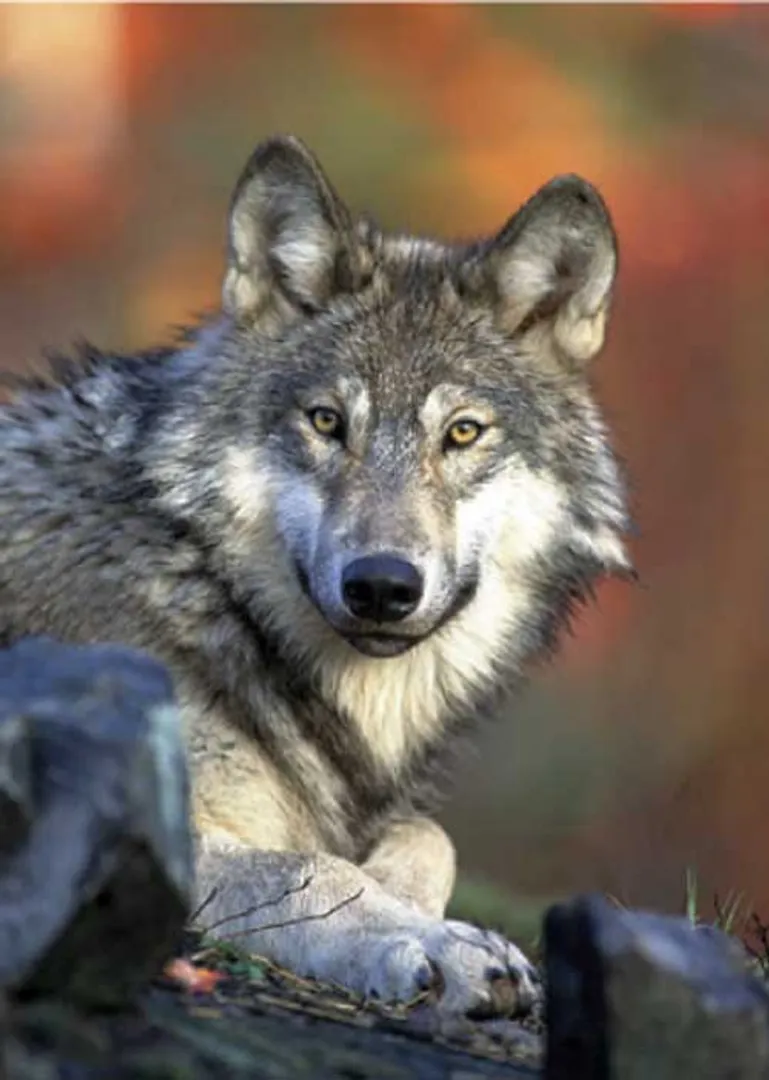 /idhalgal/eniya-utayam/how-do-wolves-teach-their-cubs-leo-tolstoy-tamil-sura