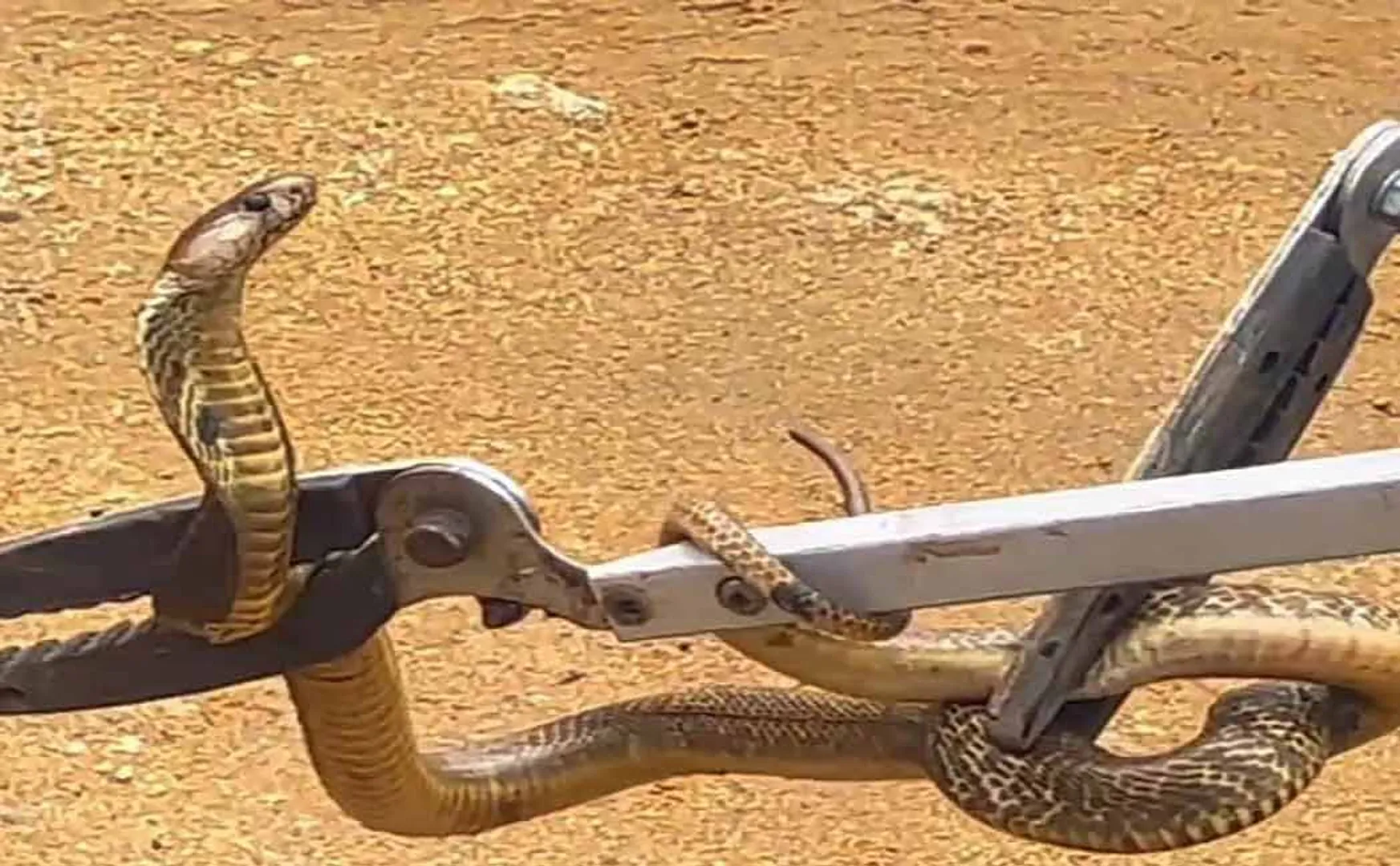 snake entered the district collector office premises