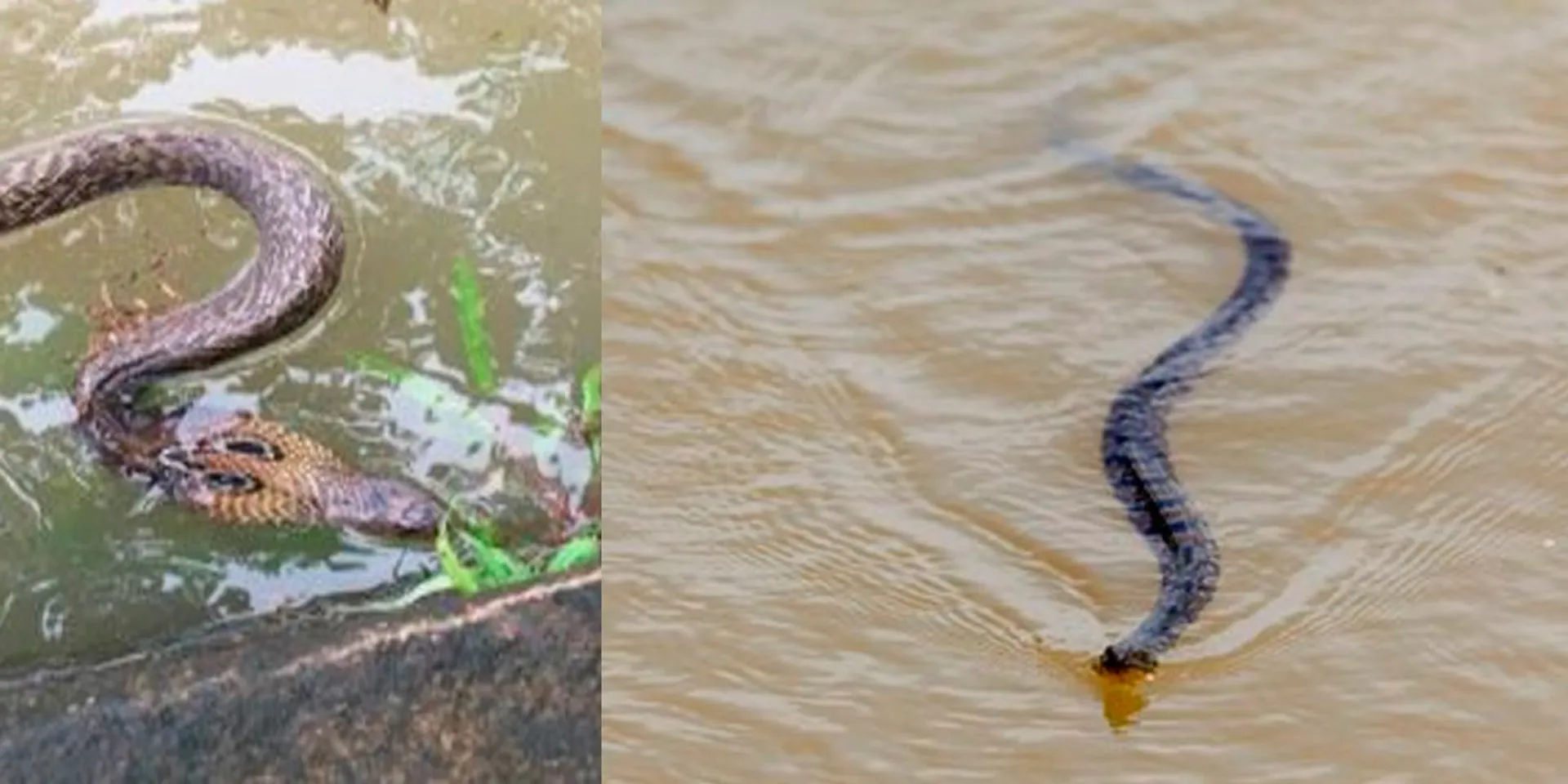 Notification of special numbers for catching snake venomous insects