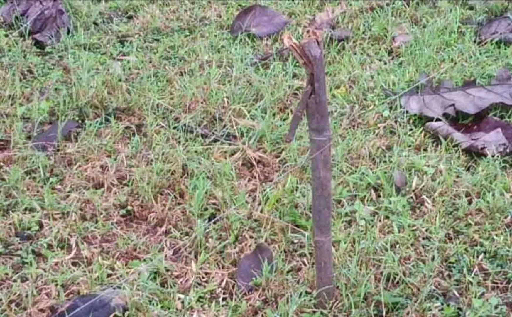 Two incidents in electric fence set up to hunt wild boar