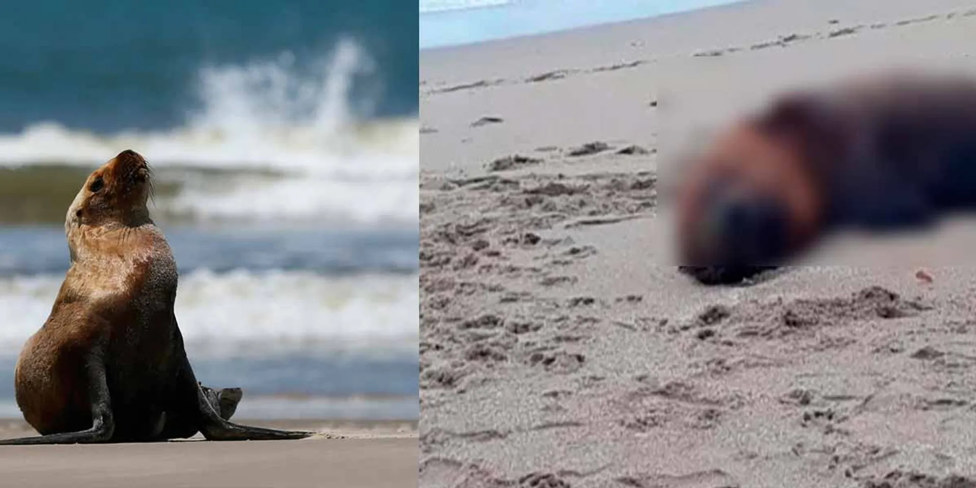 dying sea lions; Brazil in fear