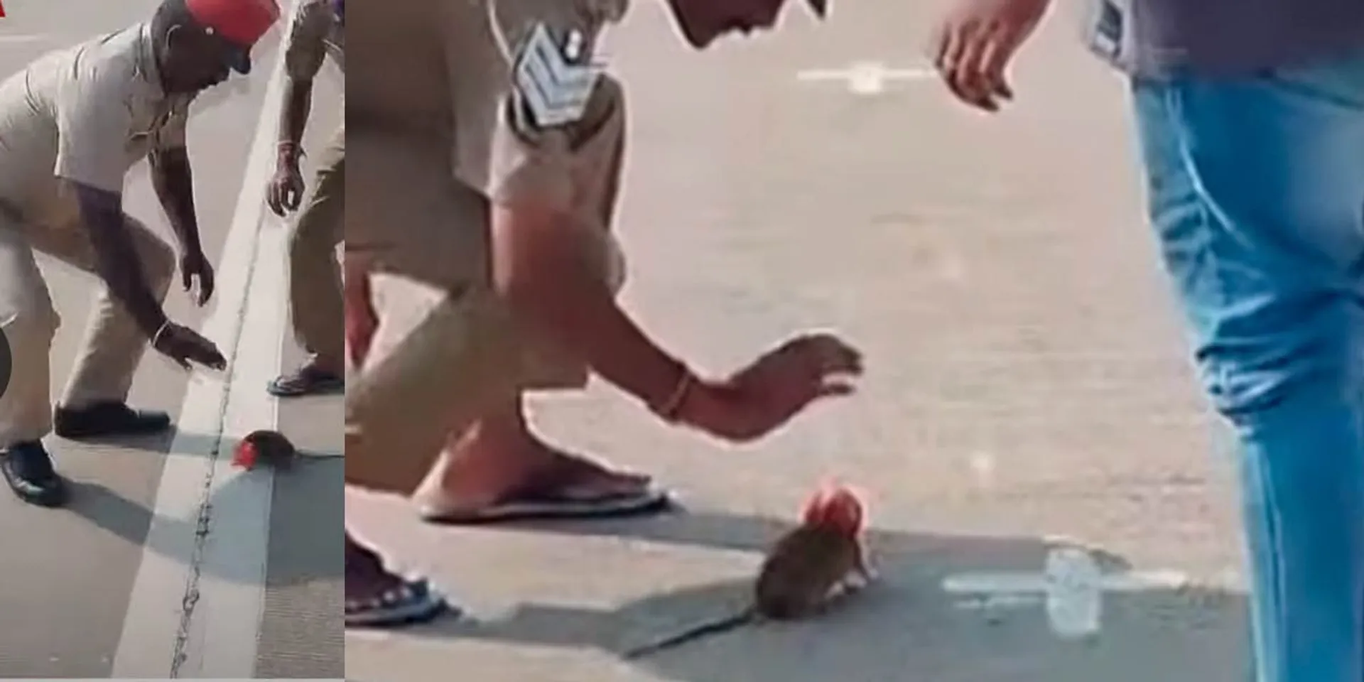  head stuck in an ice cream can; Plastic is bad for rats