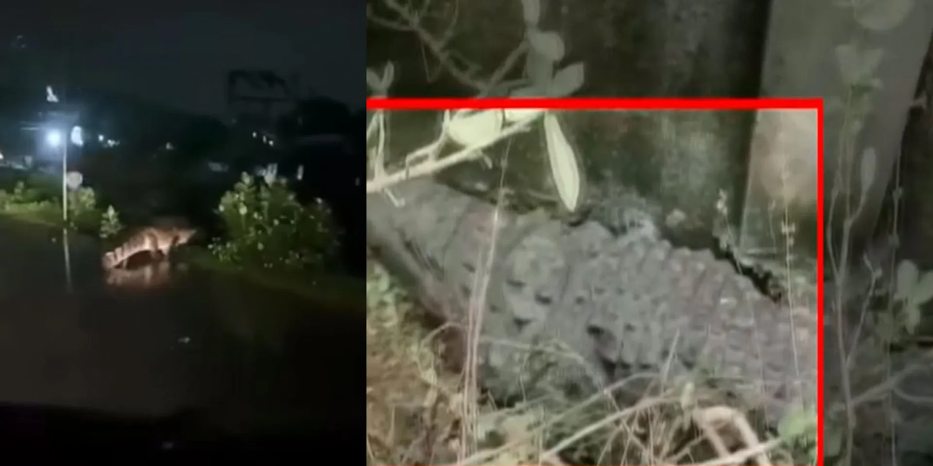  'Ivan Avan Illa' - a crocodile caught in the eye