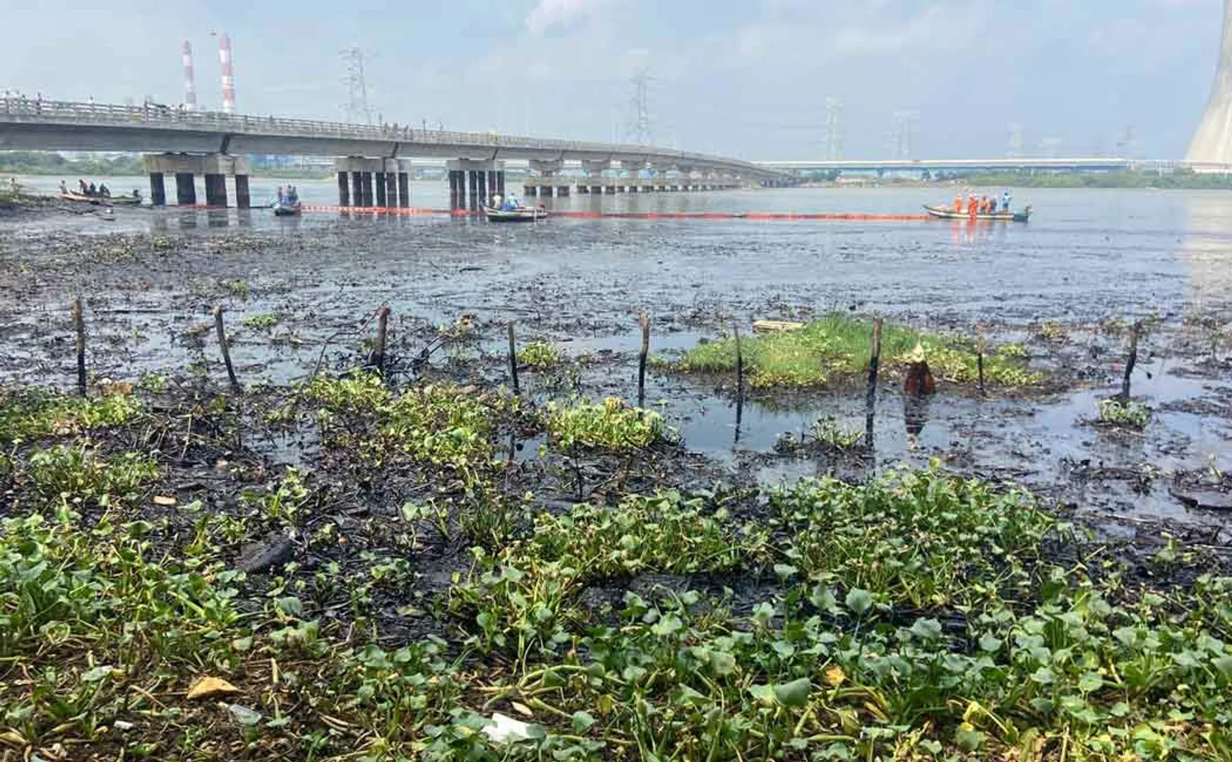 oil spill; Expert team visits Chennai