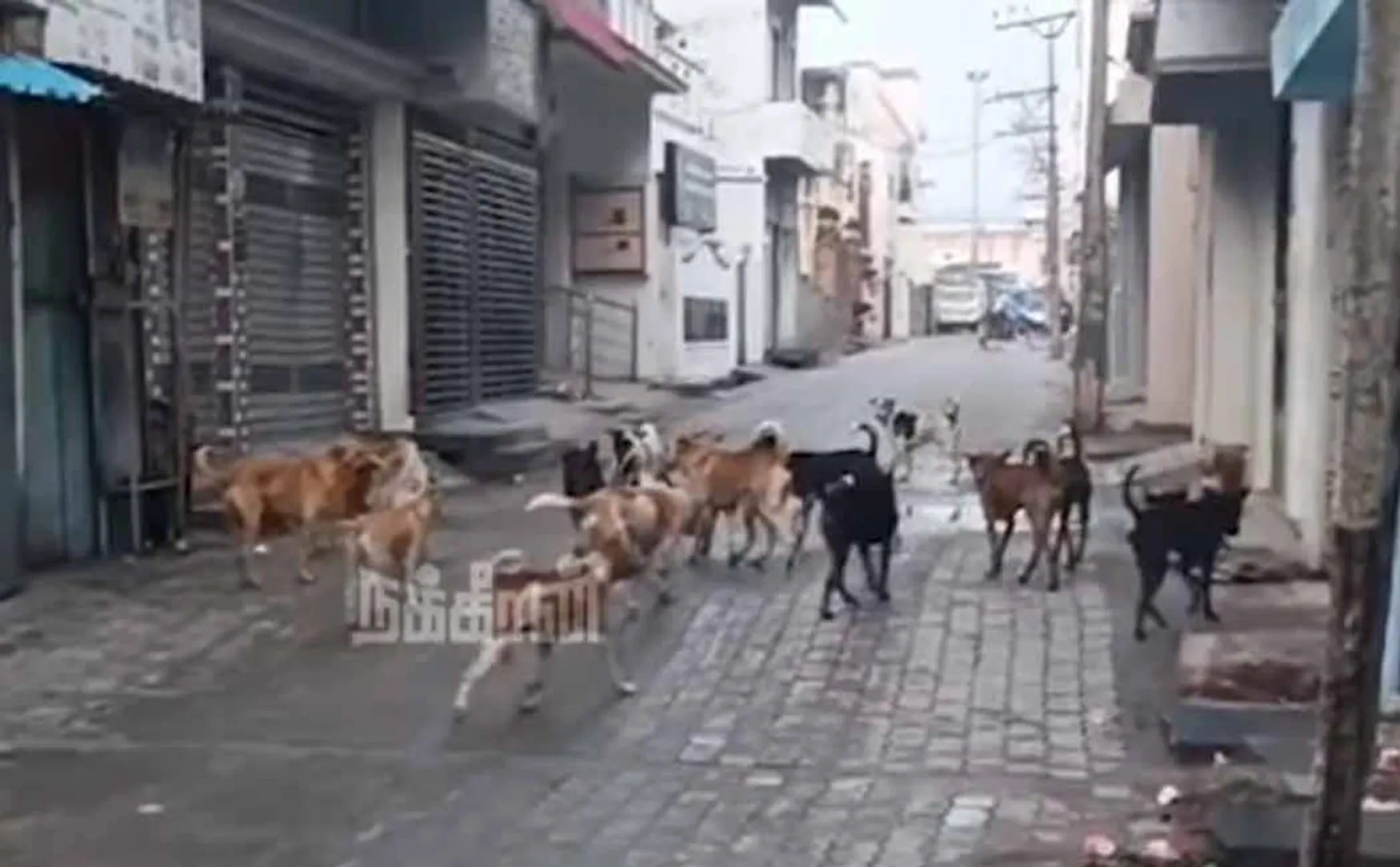  stray dog bit a three-year-old boy in Kerala