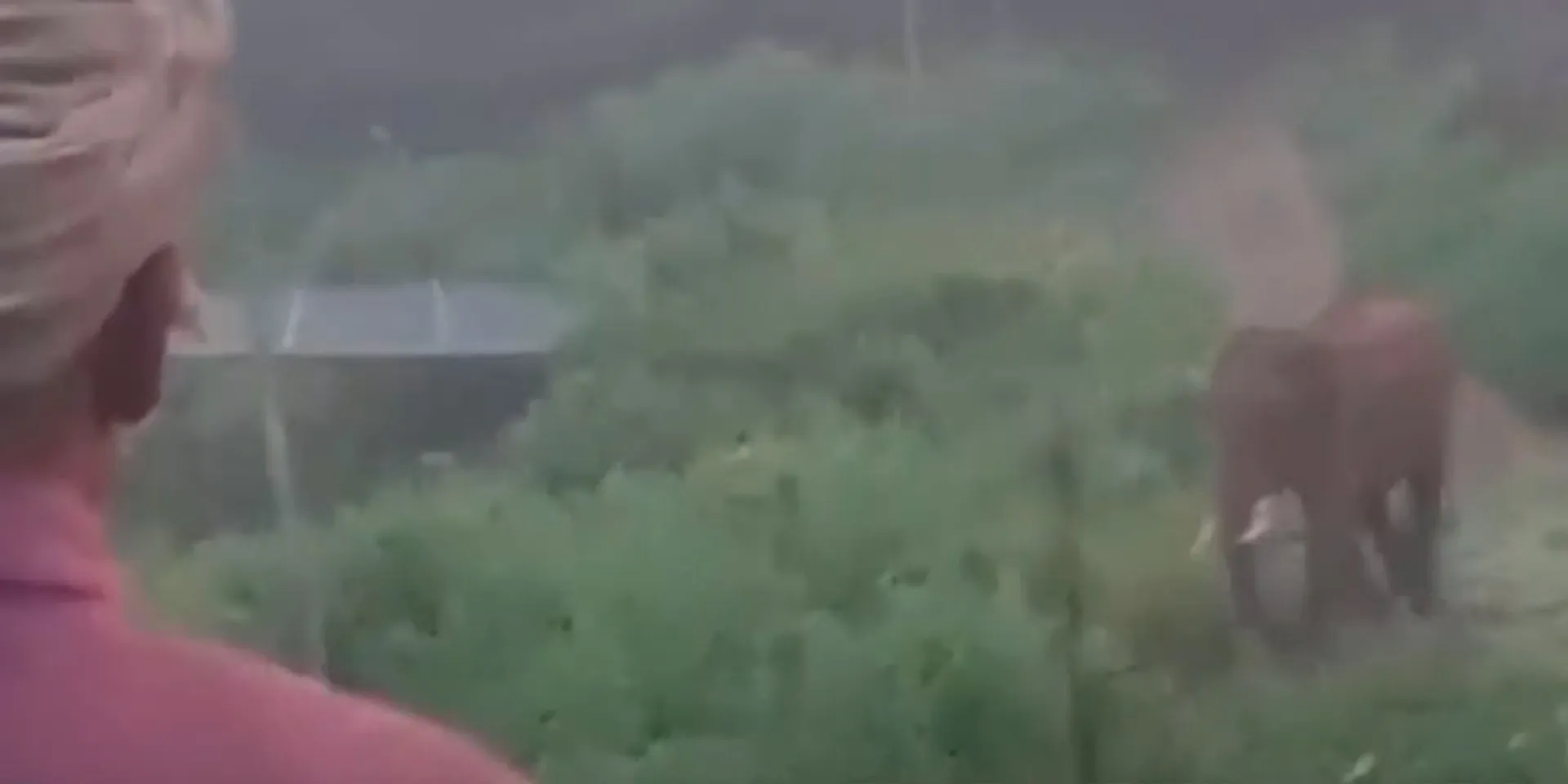  ''Po Sami Po...''-The wild elephant heard the farmer's speech