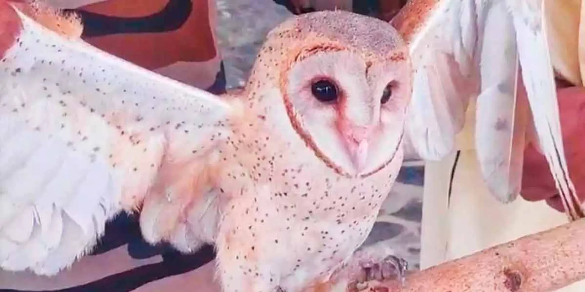 A rare species of owl in Sathyamangalam