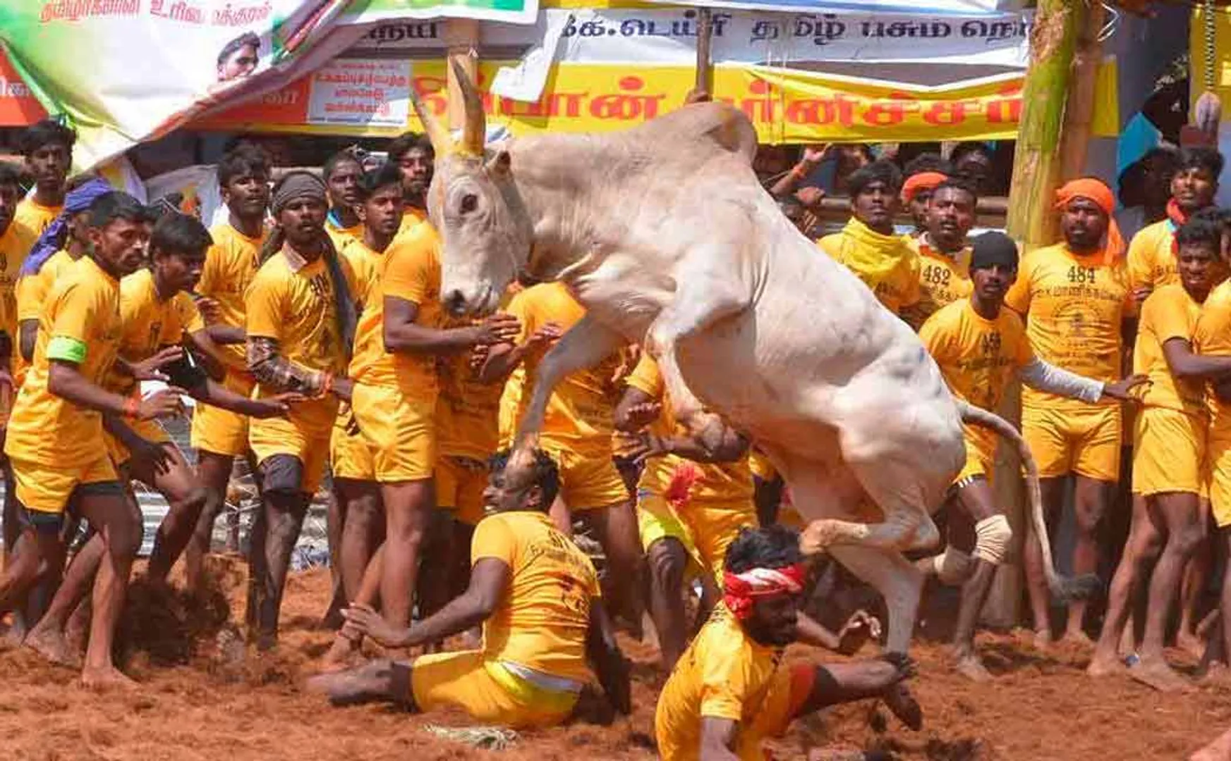 Online Booking for Jallikattu Tournaments