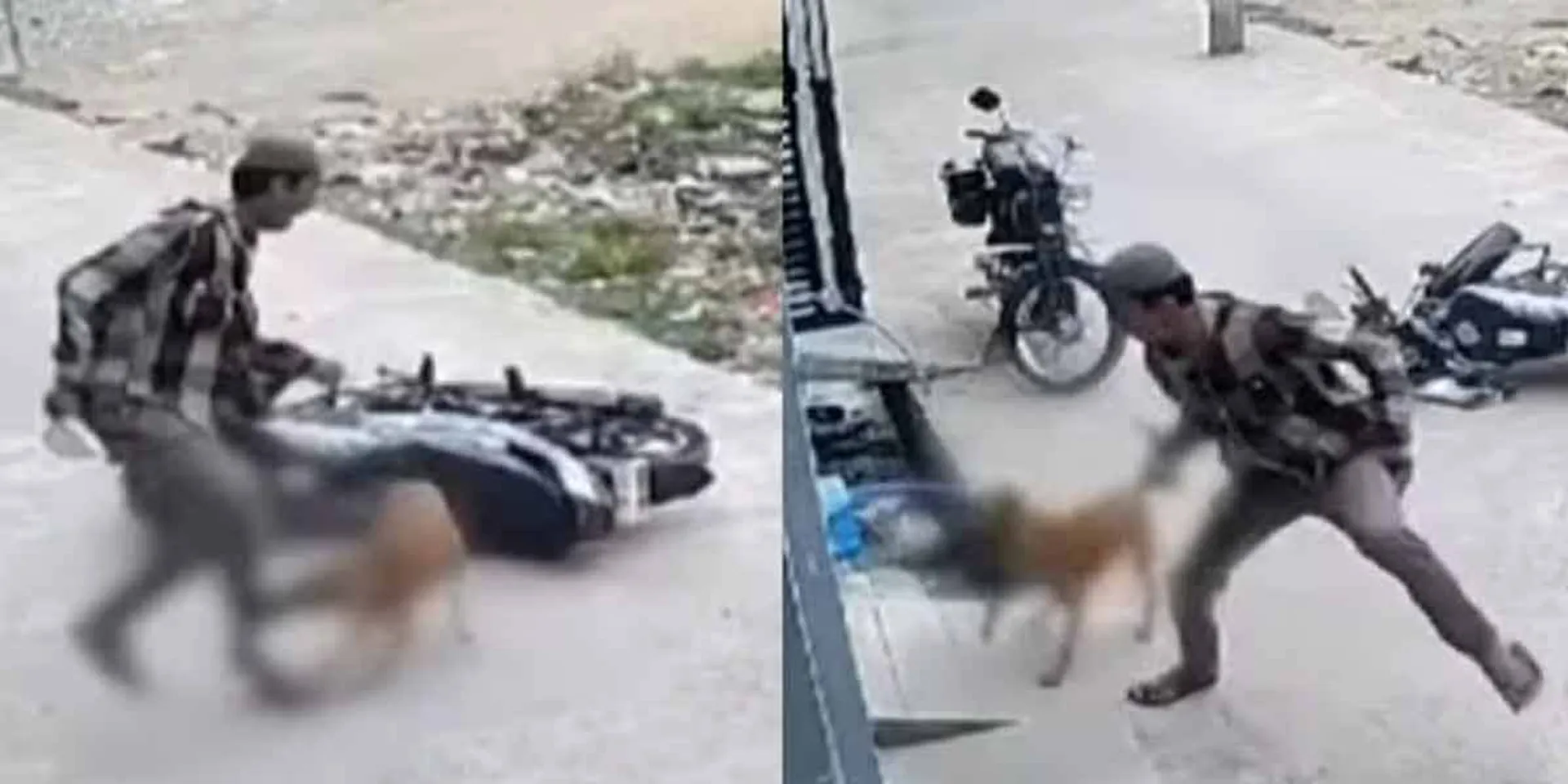 A dog chased and bit a school boy on a two-wheeler