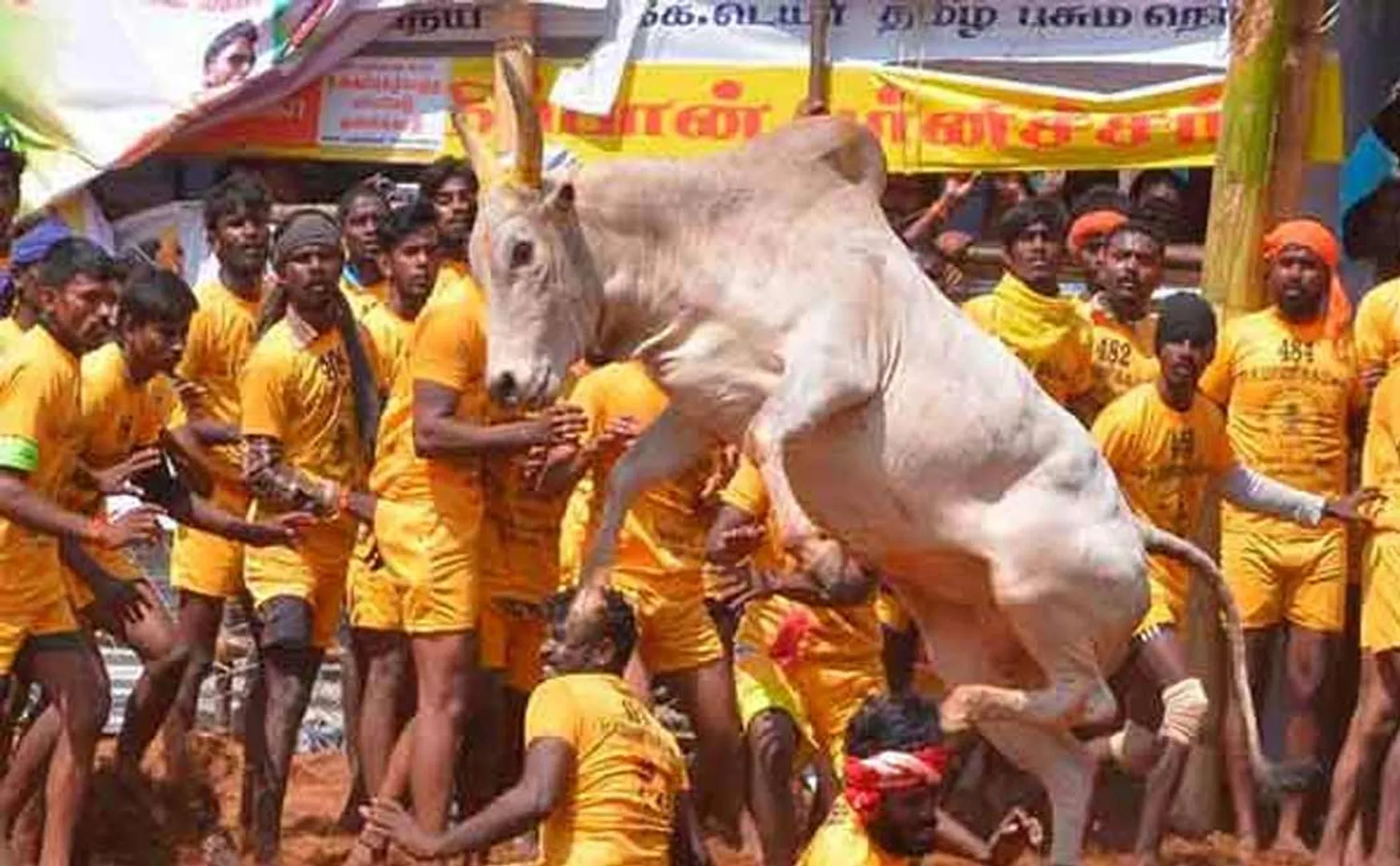 First Jallikattu date of 2024 announced