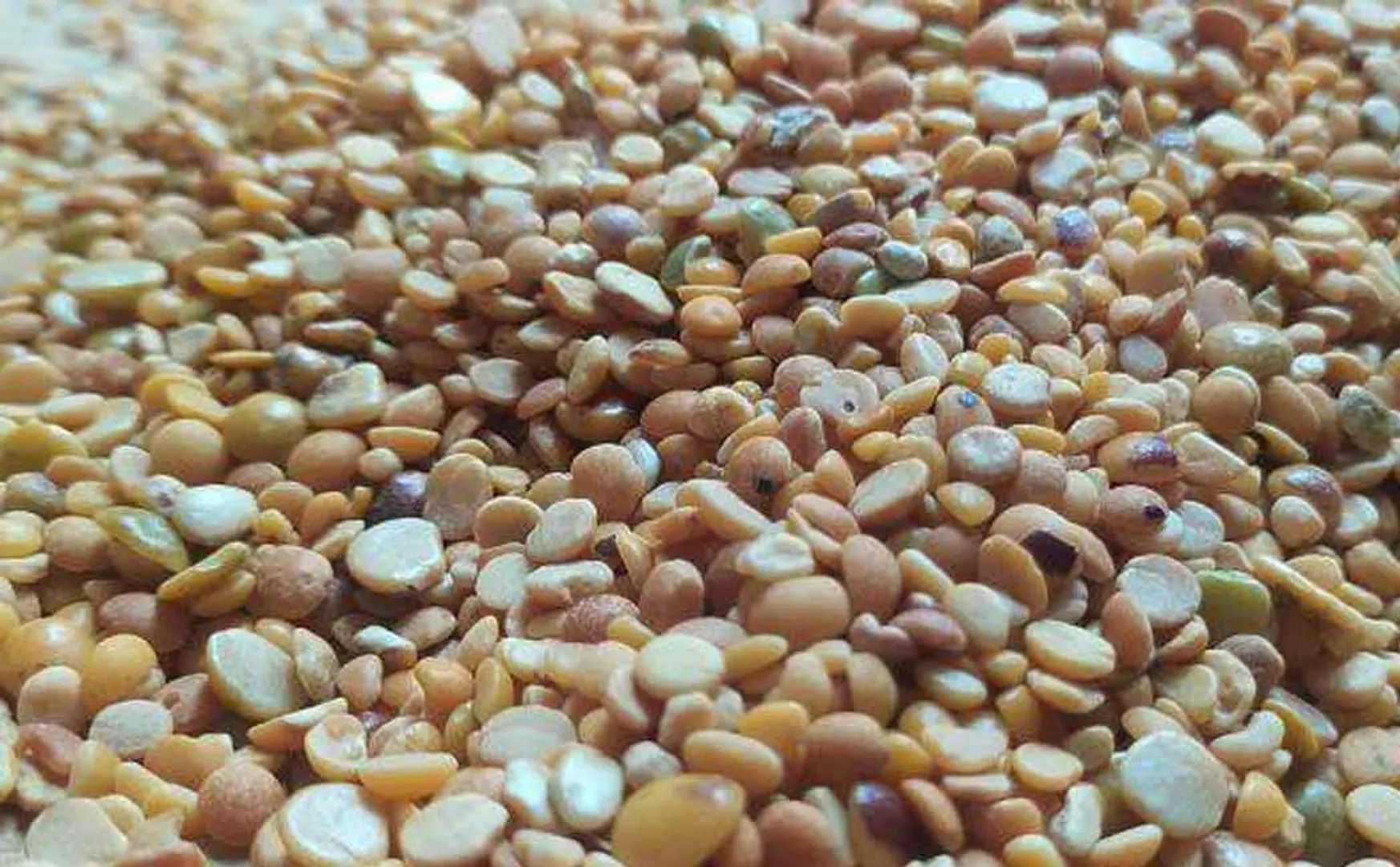 Field inspection found that the ration shop was supplying substandard pulses