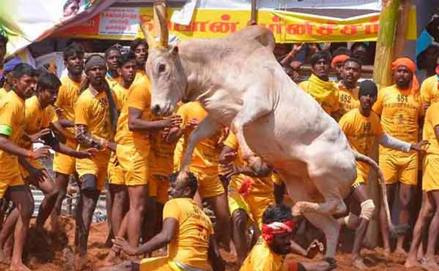 Madurai District Jallikattu Dates Notification