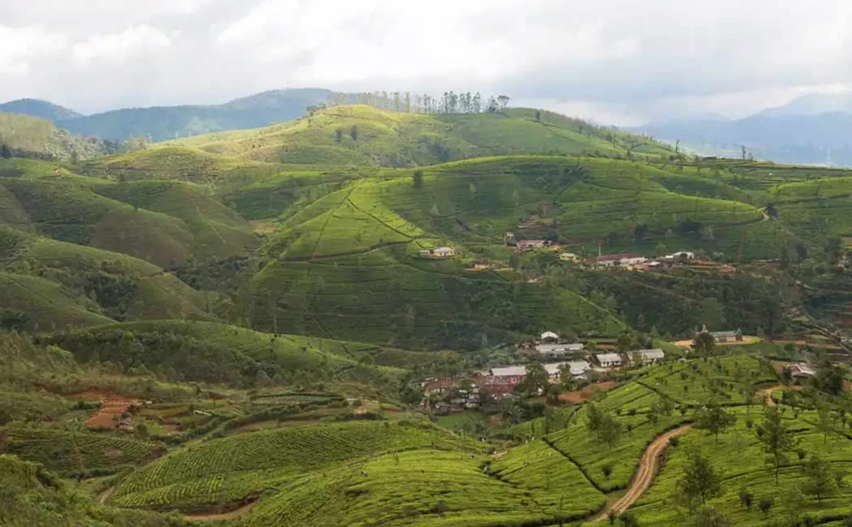 cannabis rampant in Yelagiri Hills