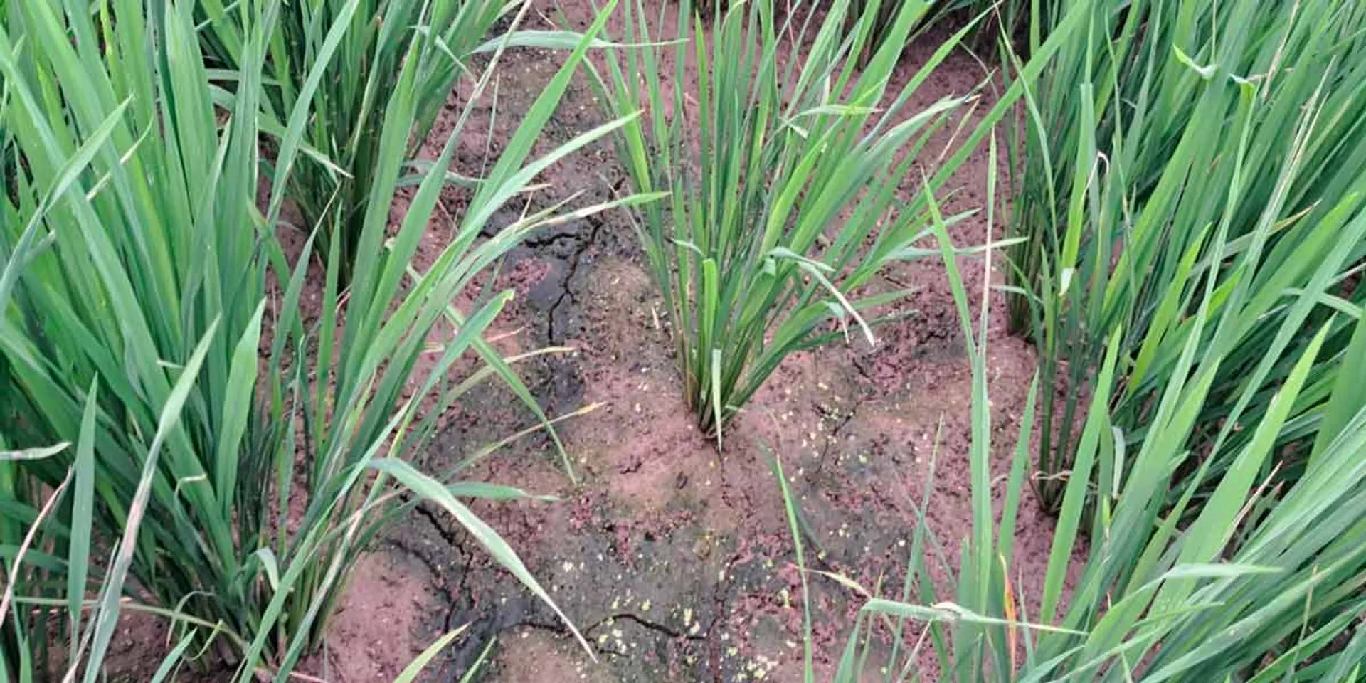 Samba rice crop suffering from lack of water; Farmers expect to open additional water