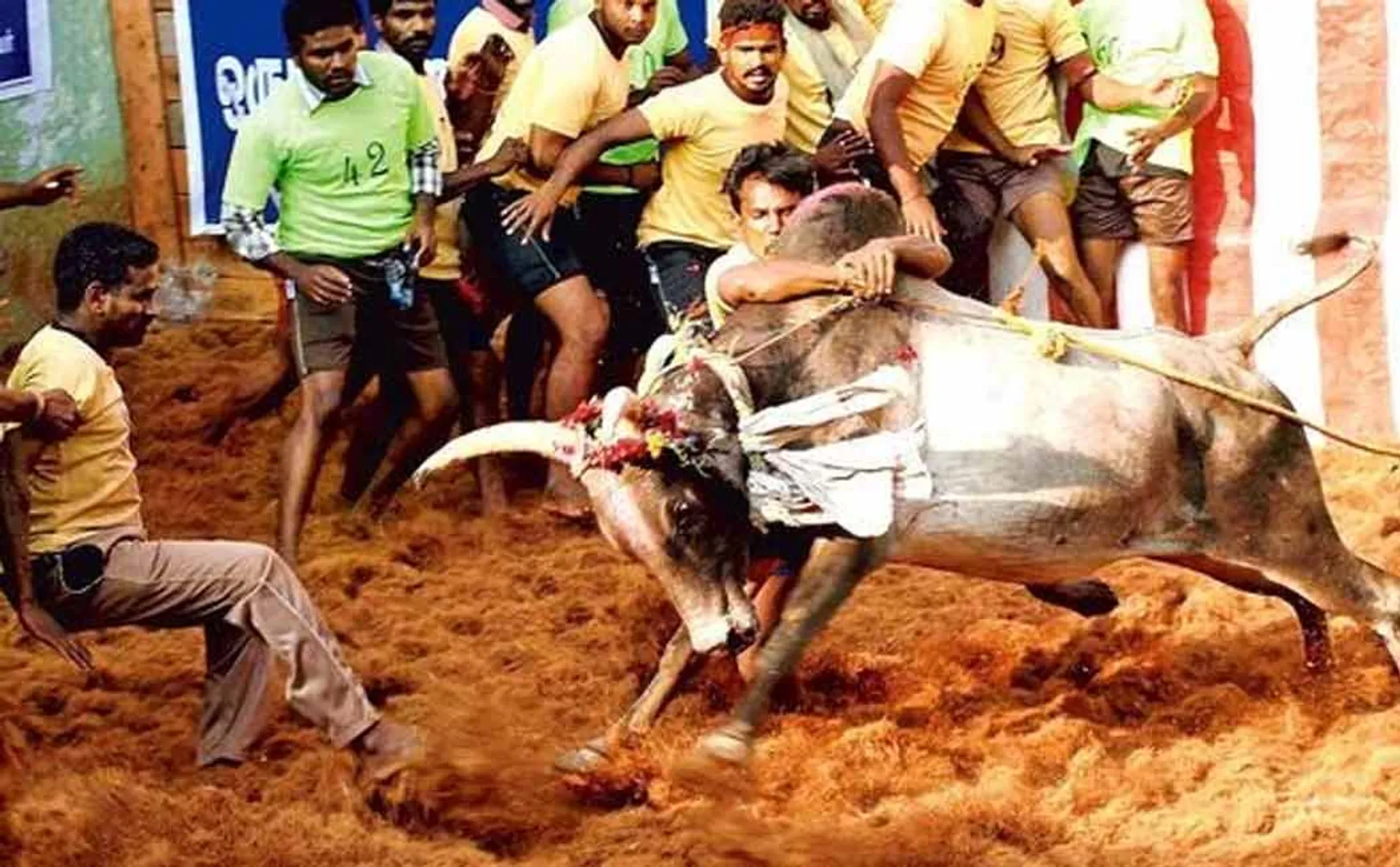 Jallikattu happened for the first time in Sri Lanka 
