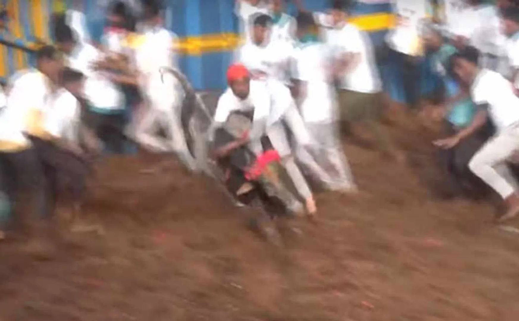  jallikattu competition started in Thachankurichi