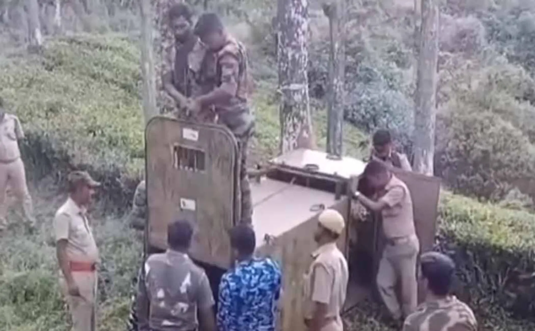 Leopard that threatened the public The forest department administered the anesthetic